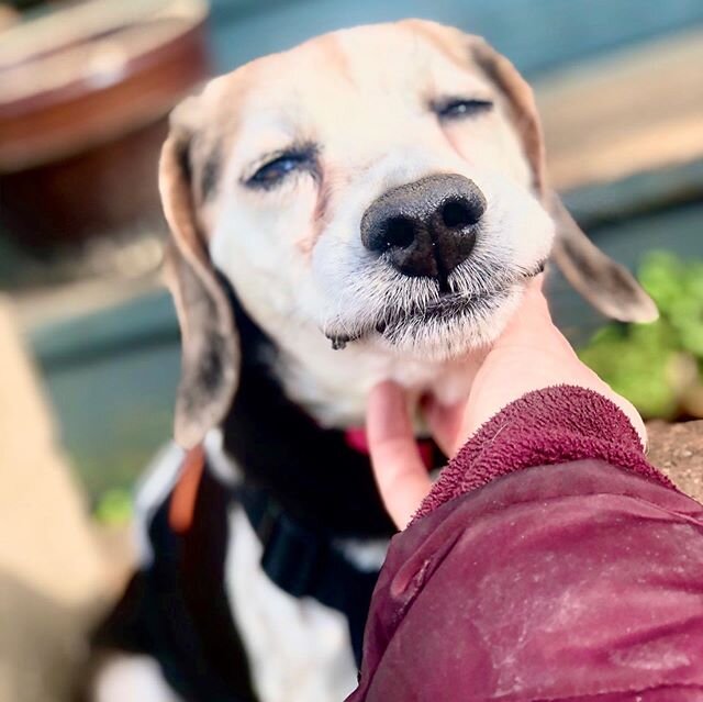 This little sweetie is Emma! She&rsquo;s our long time friend, Rosies new sister. Emma is a senior rescue and is loving life with her new mom and sister. She&rsquo;s so precious 💜🥰 #animlz #frontroyal #dogwalking #beagle #beaglesofinstagram #senior