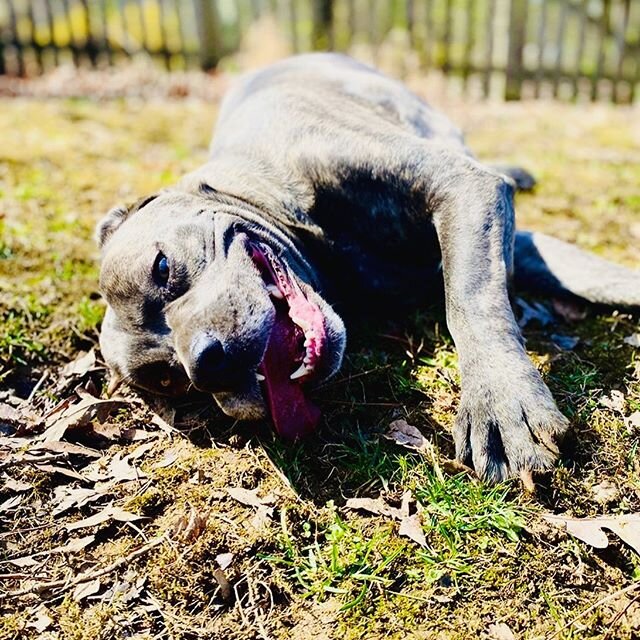 In light of everything going on these days... we&rsquo;ve decided to send some positive puppy vibes out there. We are lucky to still be able to see some of our babies everyday, so you should too! 😍💜😊✌️💚&amp; 🐶 #animlz #dogwalking #canecorsoofins