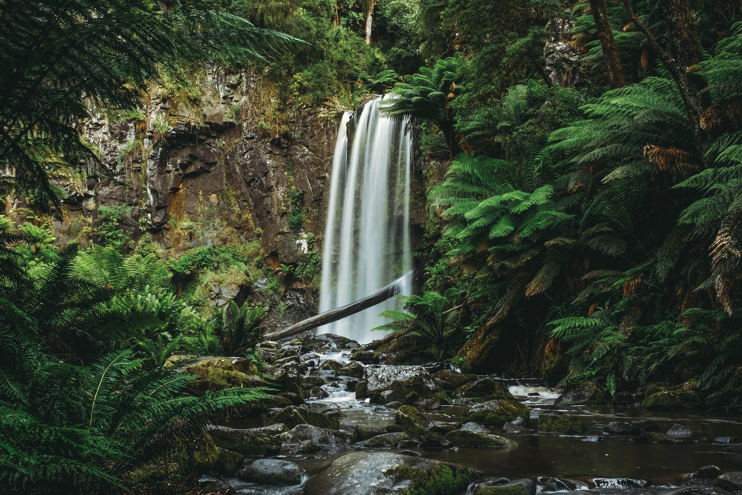 Otway national park, Australia.