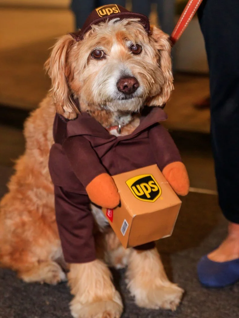 The competition is going to be PAWsitively entertaining! 🐾  Start planning your pet&rsquo;s Halloween costume for the annual Downtown HB Downtown Halloween Spooktacular on Saturday, October 31!

Join us from 4&ndash;7 PM for a frightfully fun aftern