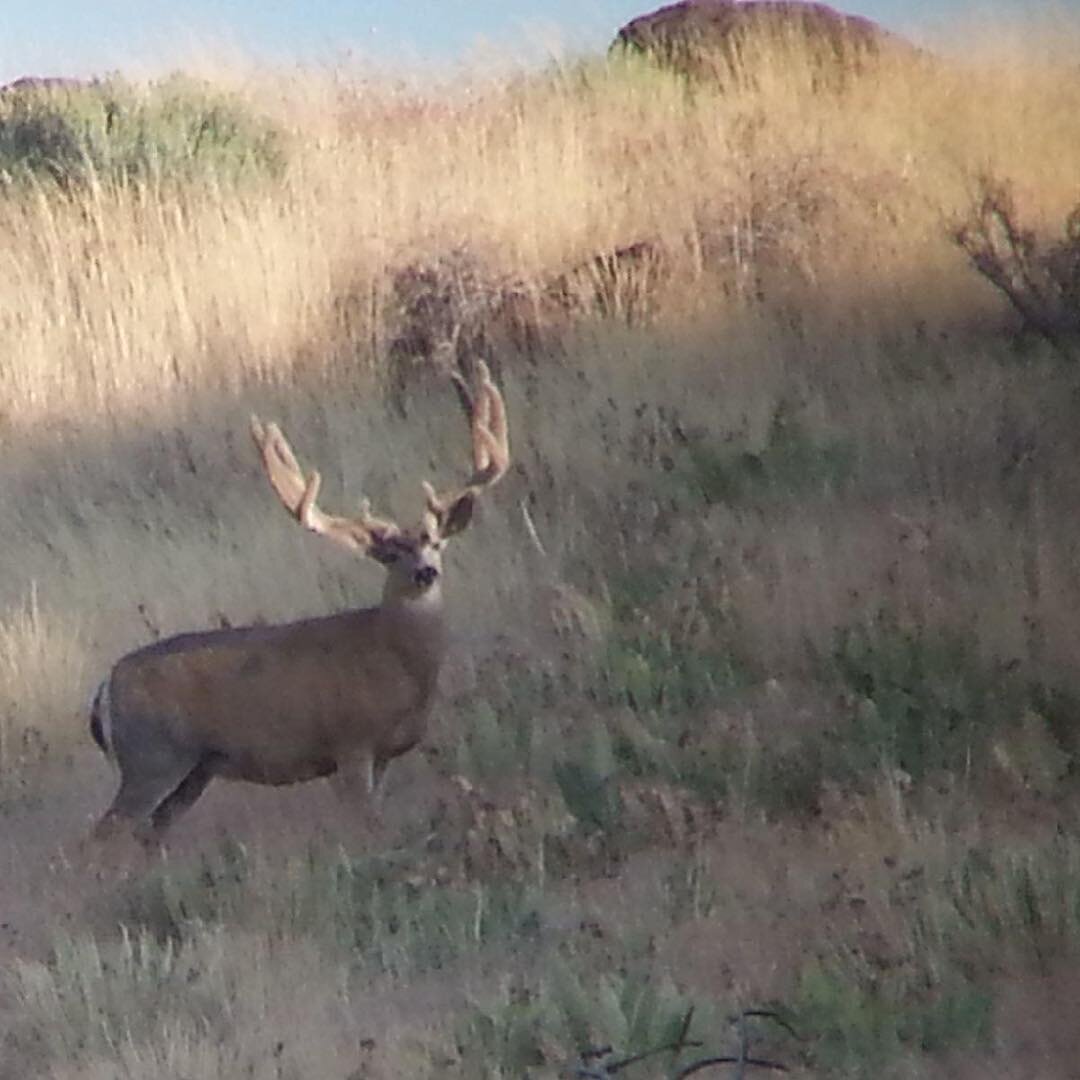 They&rsquo;re out there if you know where to look. #muledeer #muledeerhunting #deerhunting #organic #freerange