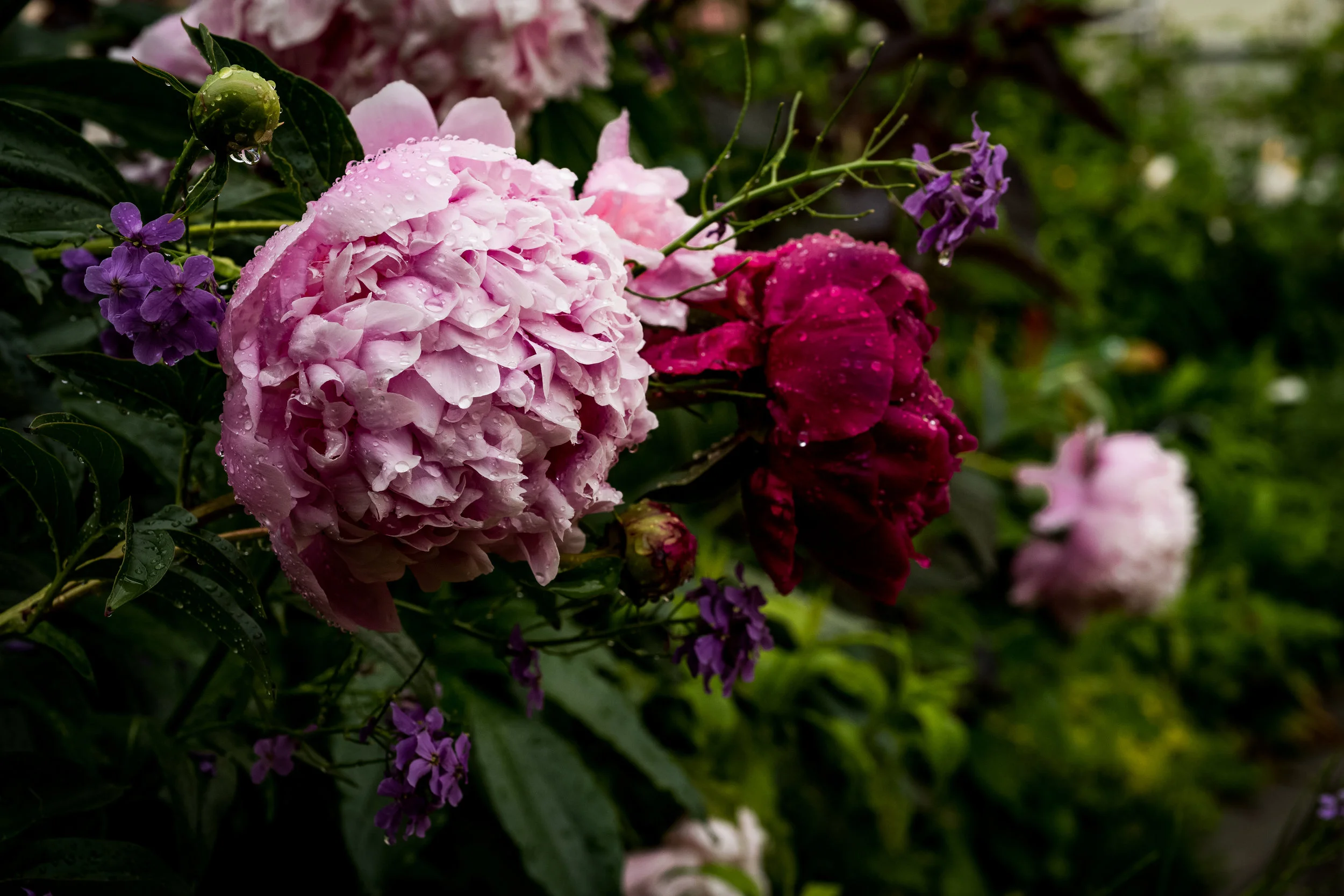 L1009900.jpg