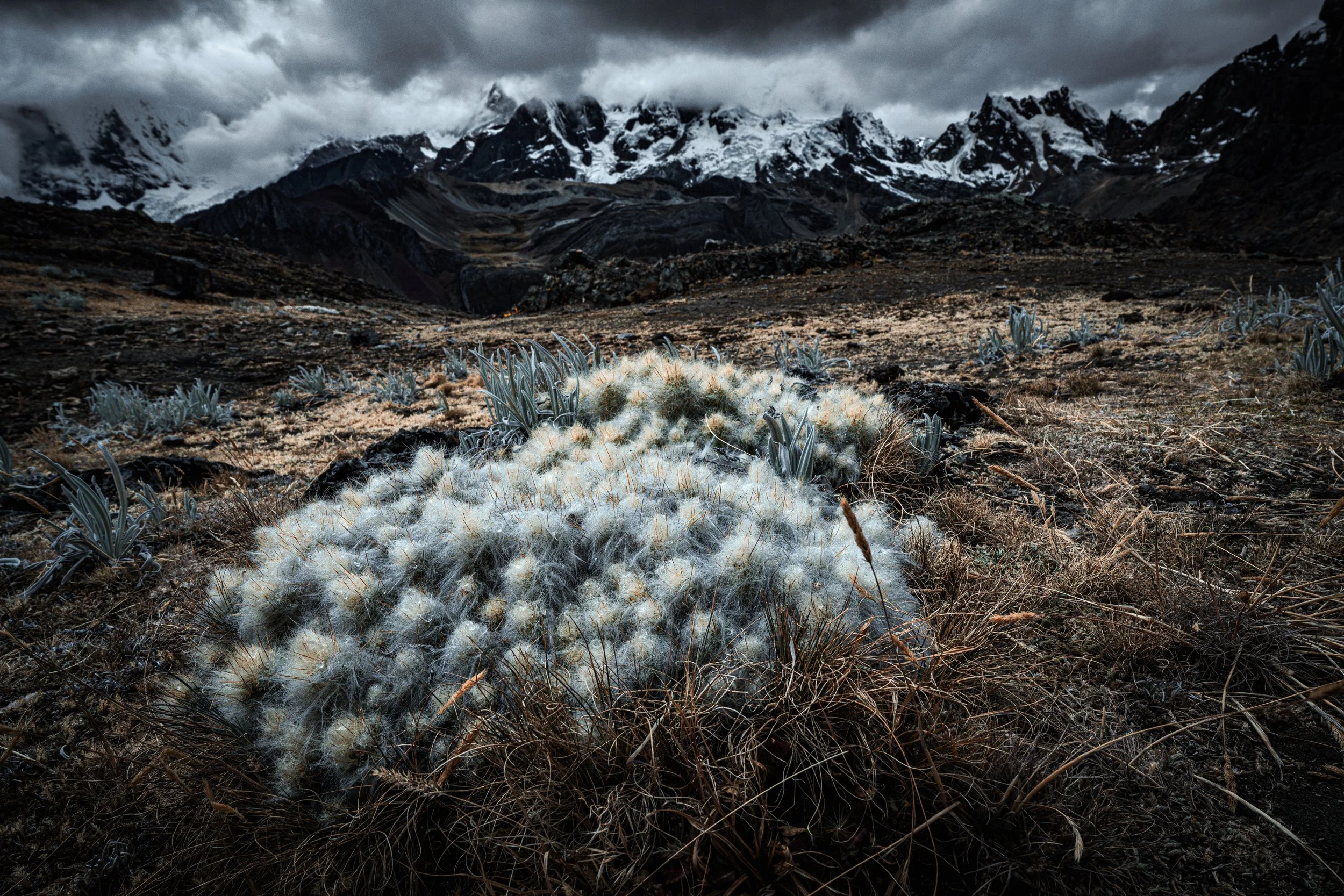 Near Llaucha Pass
