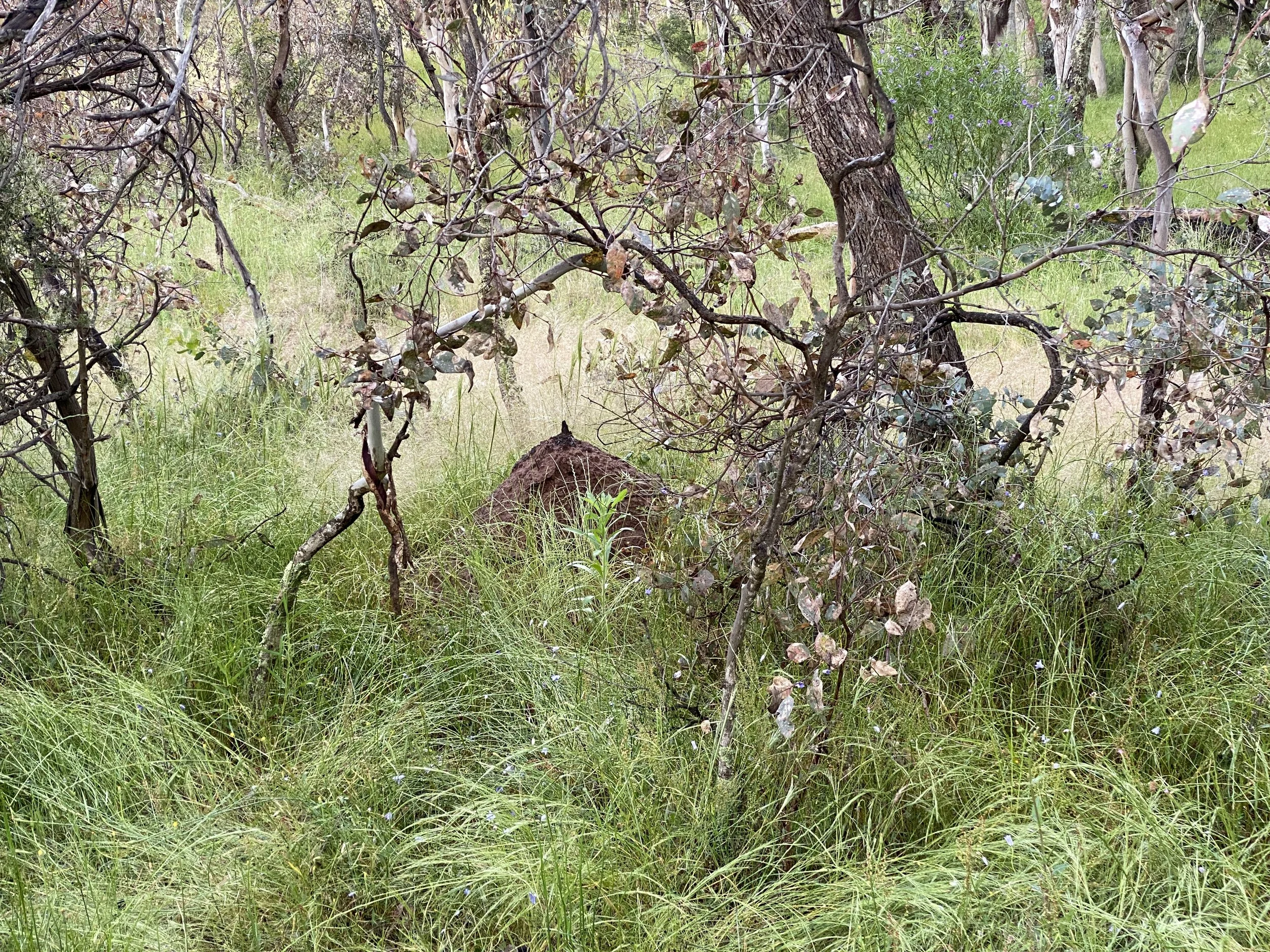 The play or Lila of the Divine Feminine