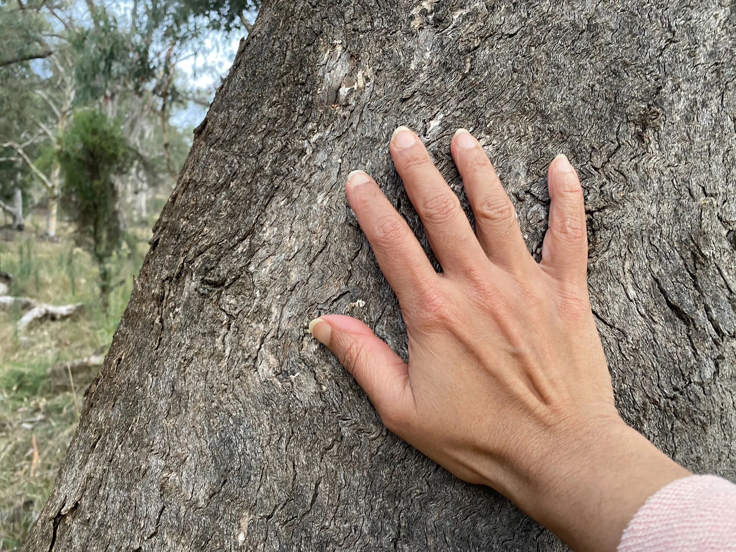 Nature as Consciousness