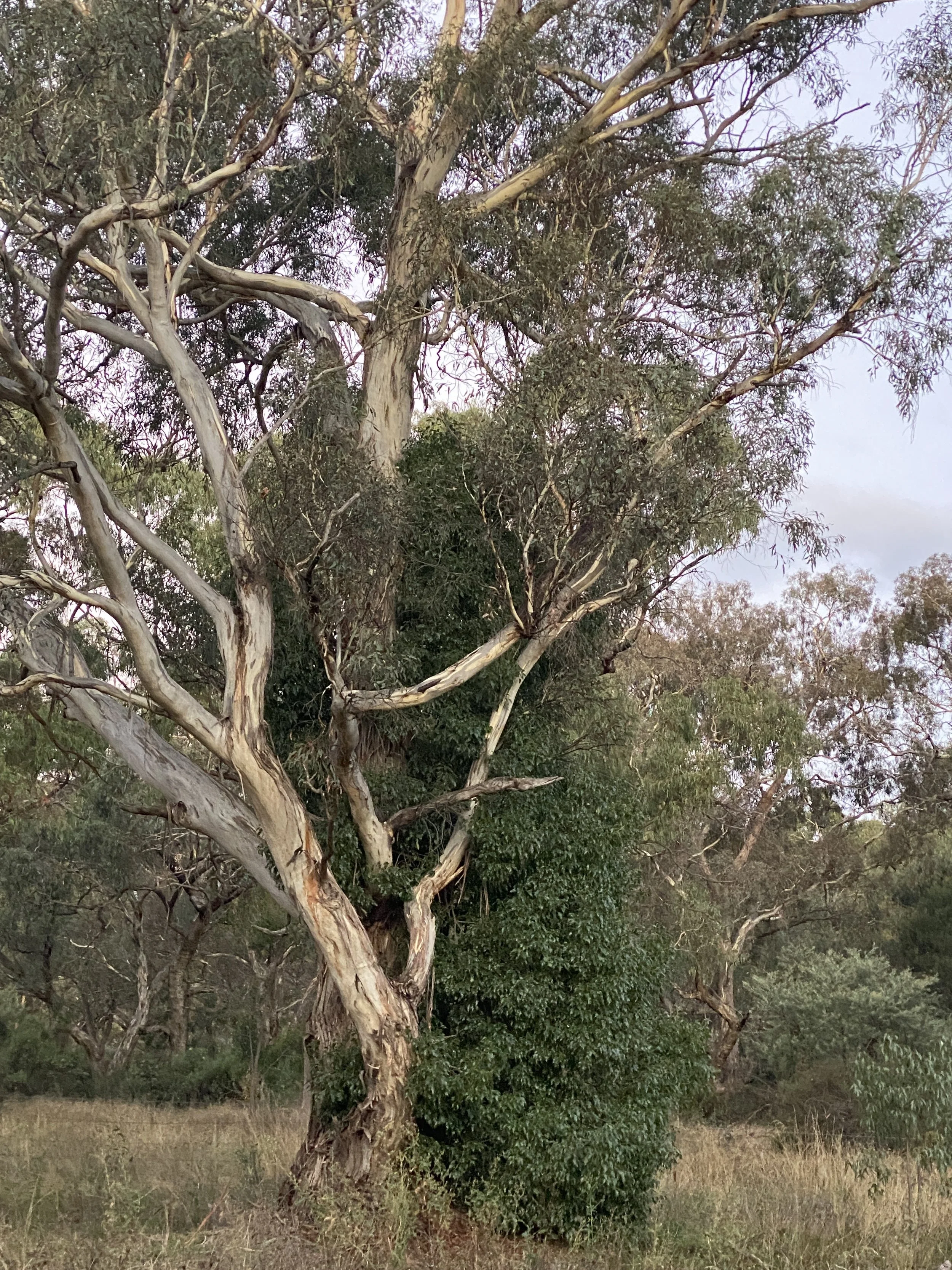 Teaching of the Tree