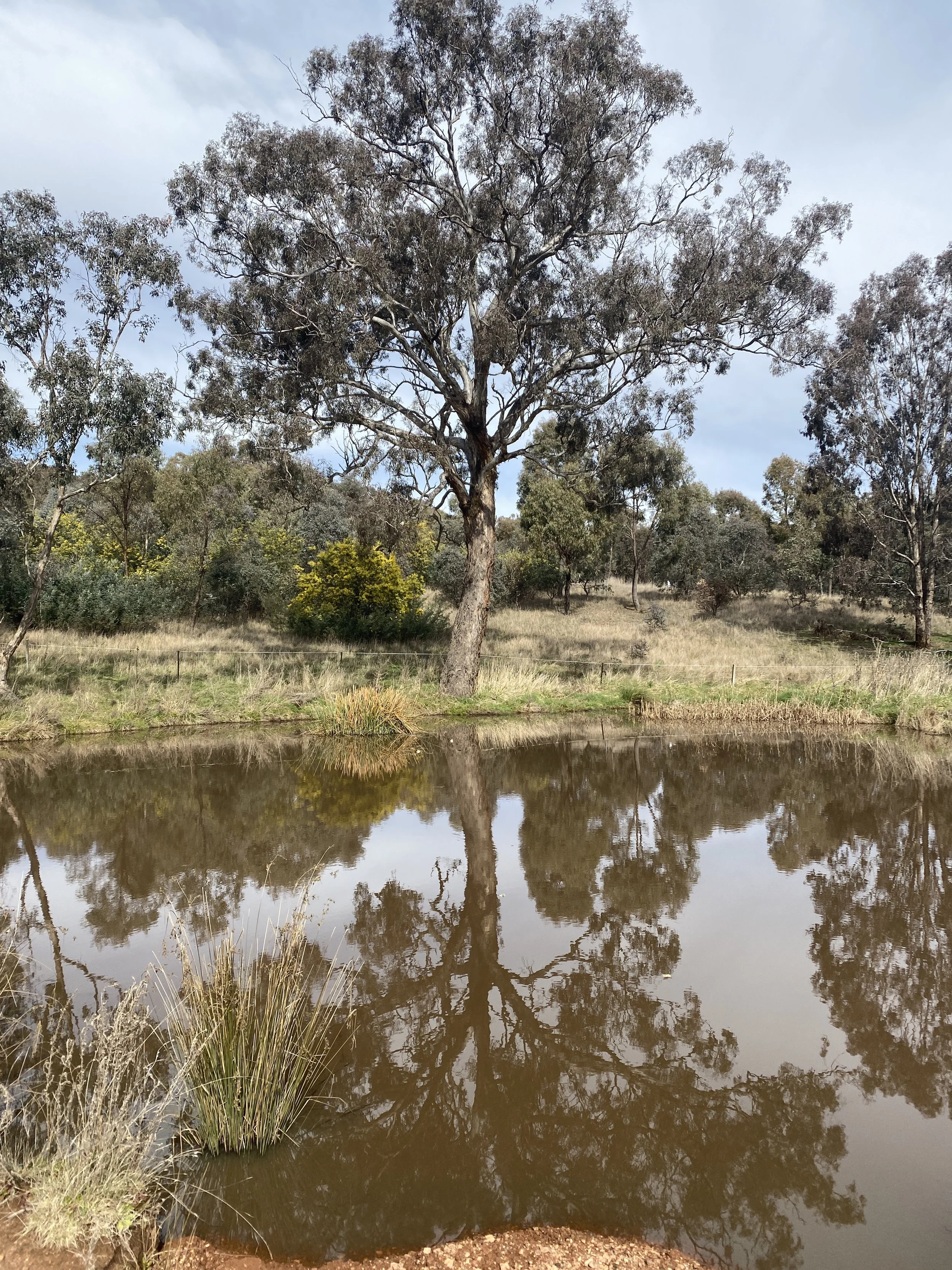 My Pitrs (ancestors) and scents of my Yearning