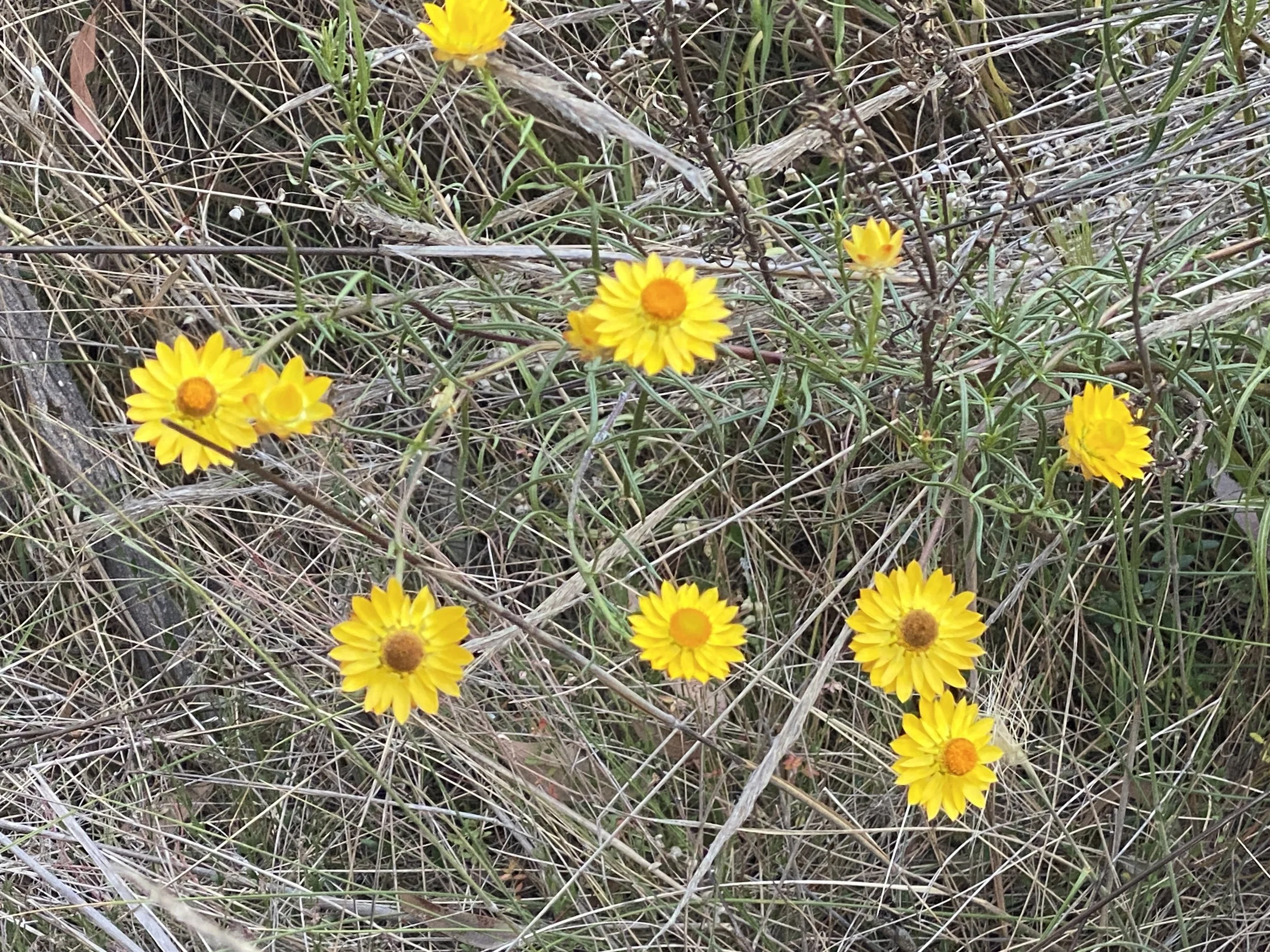 Authentic- the word of the year in 2023