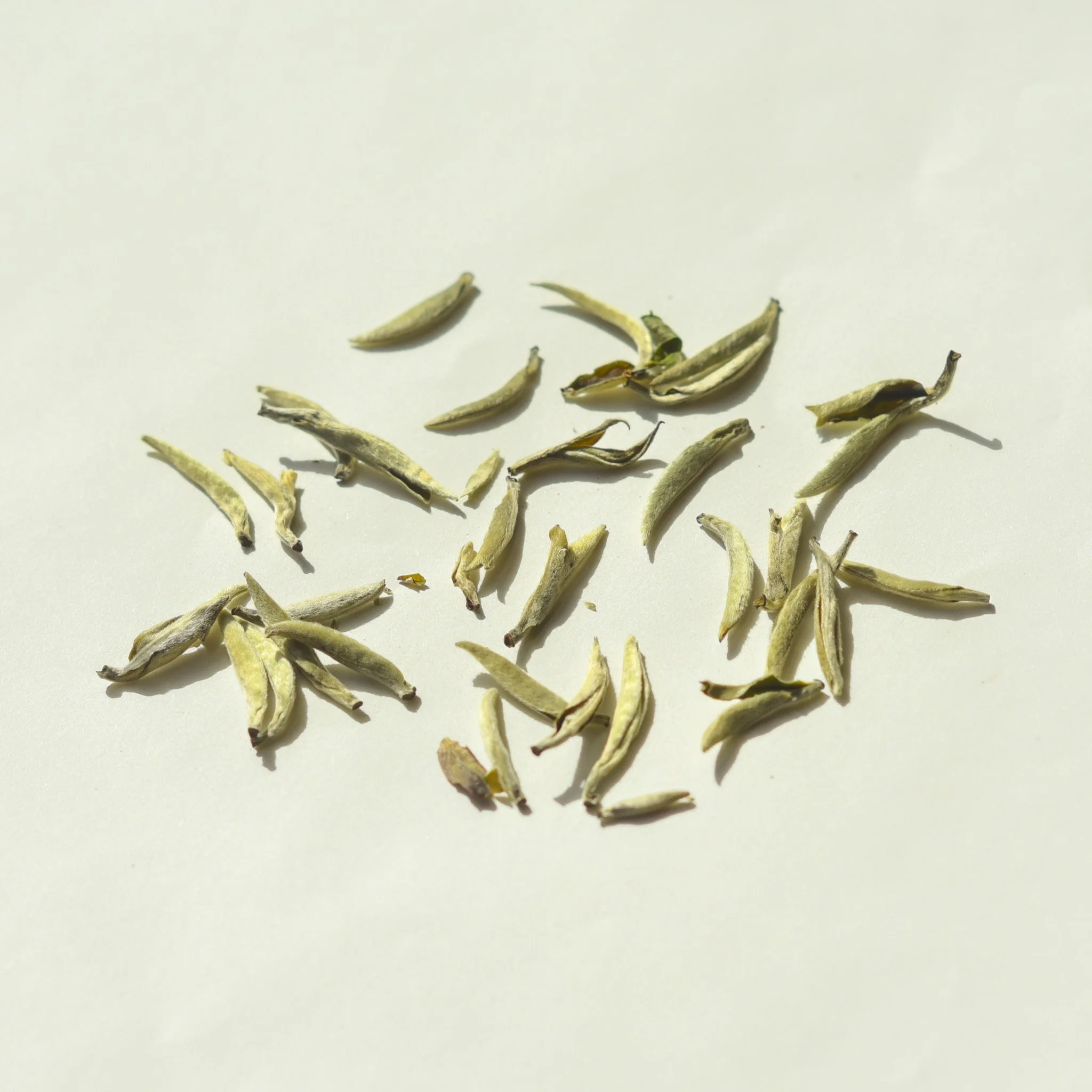 Fatty Silver needle-leaves.jpg
