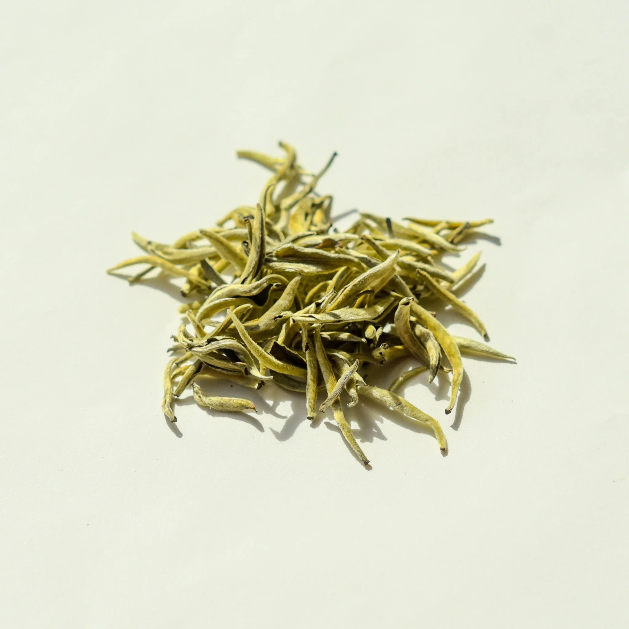 Silver needle White-leaves2.jpg