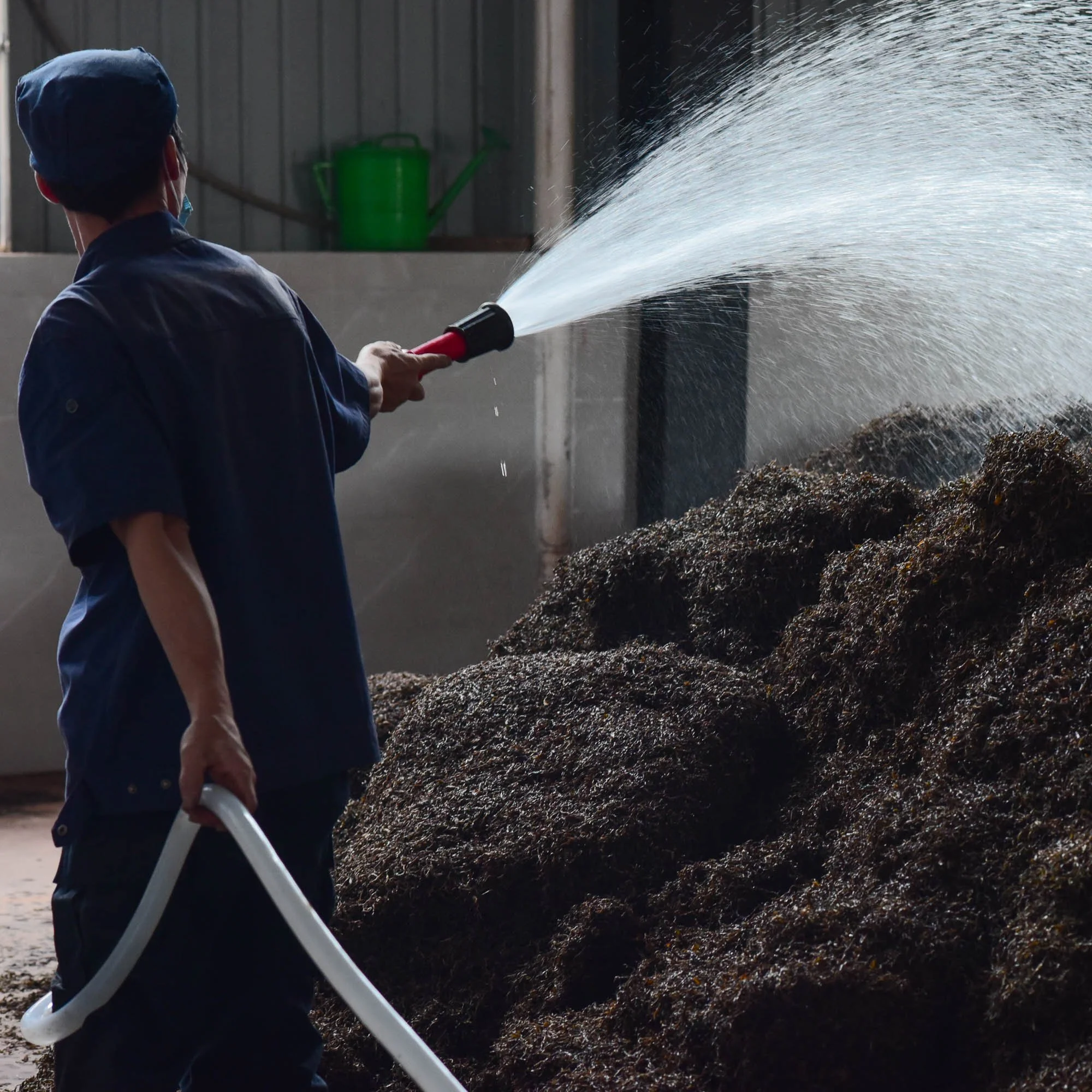 Black Puerh tea-watering.jpg
