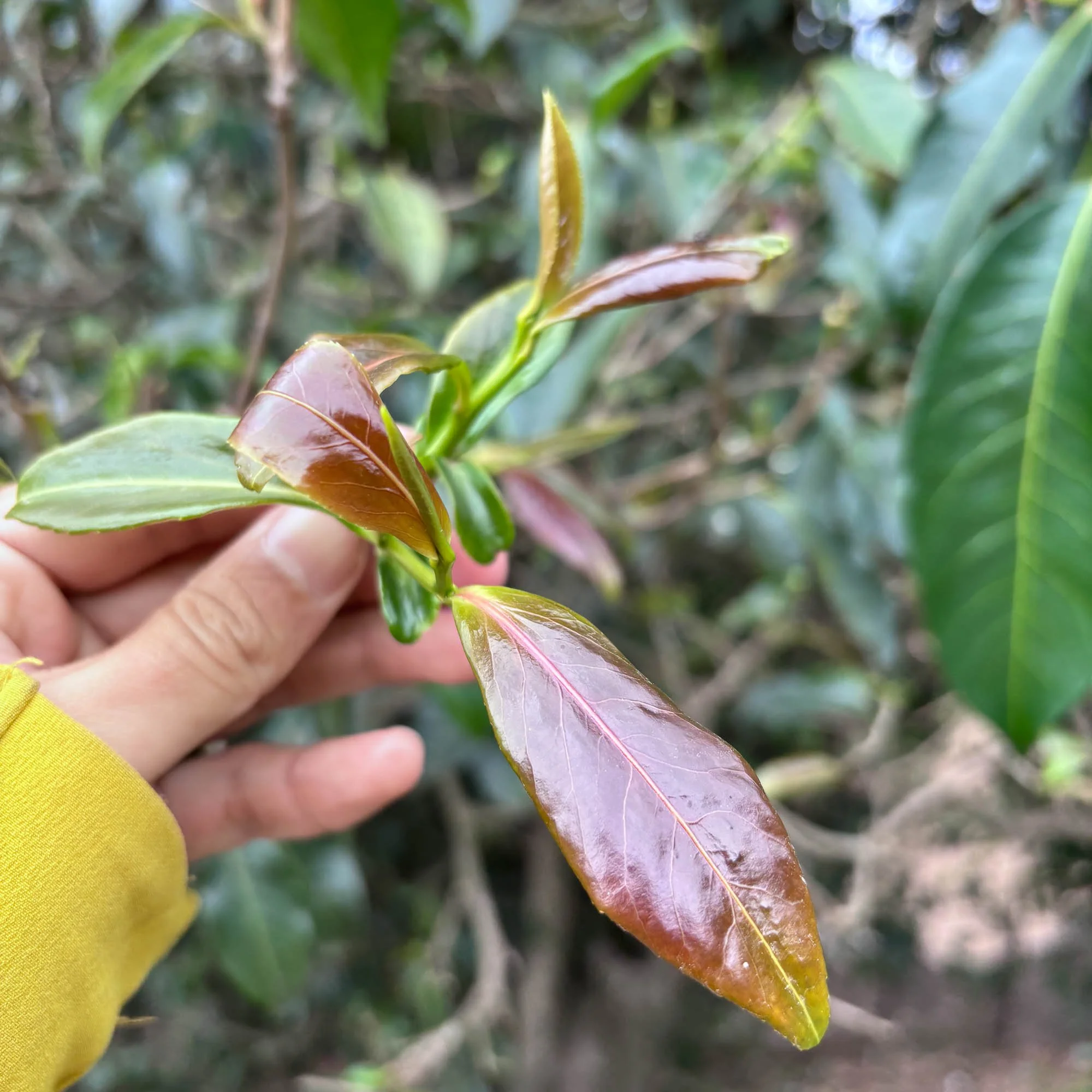 wild honey black-fresh leaves.jpg