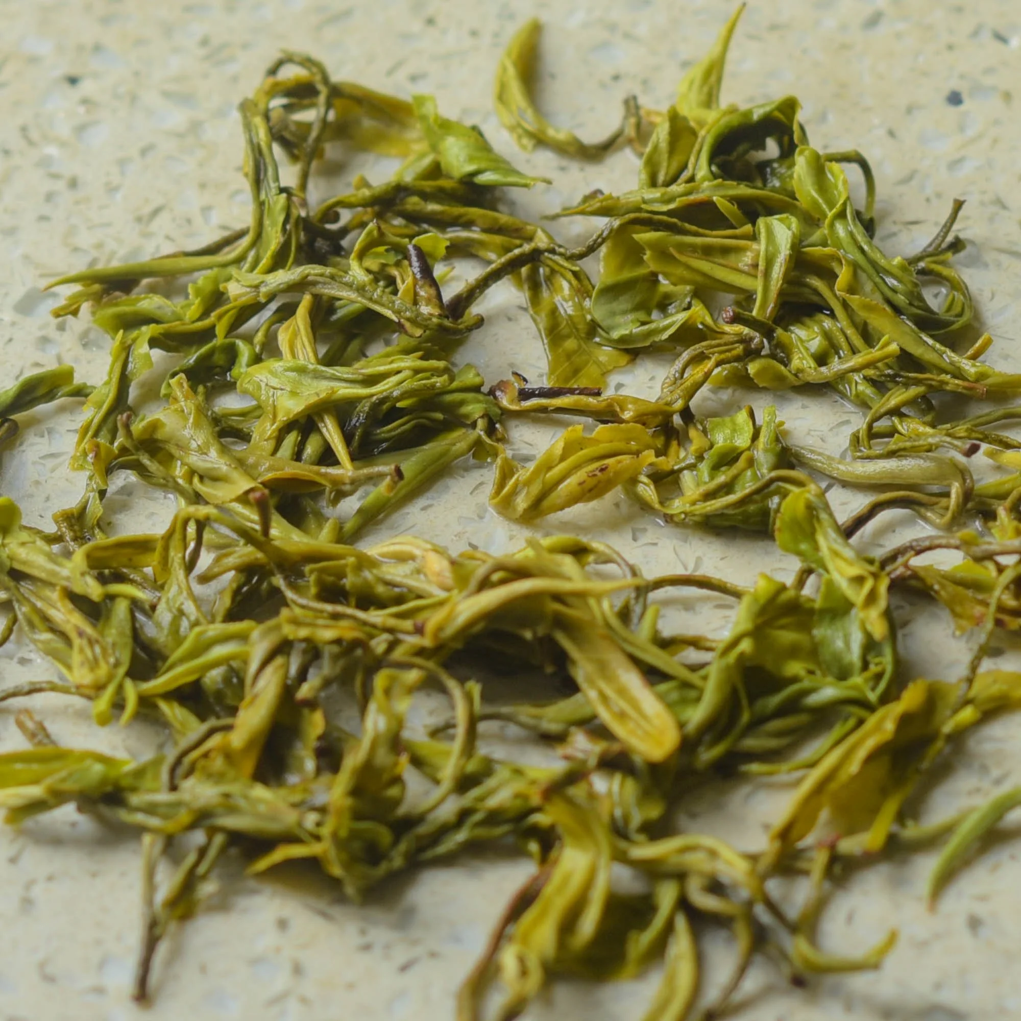 1st flush Spring Green-bottom leaves.jpg