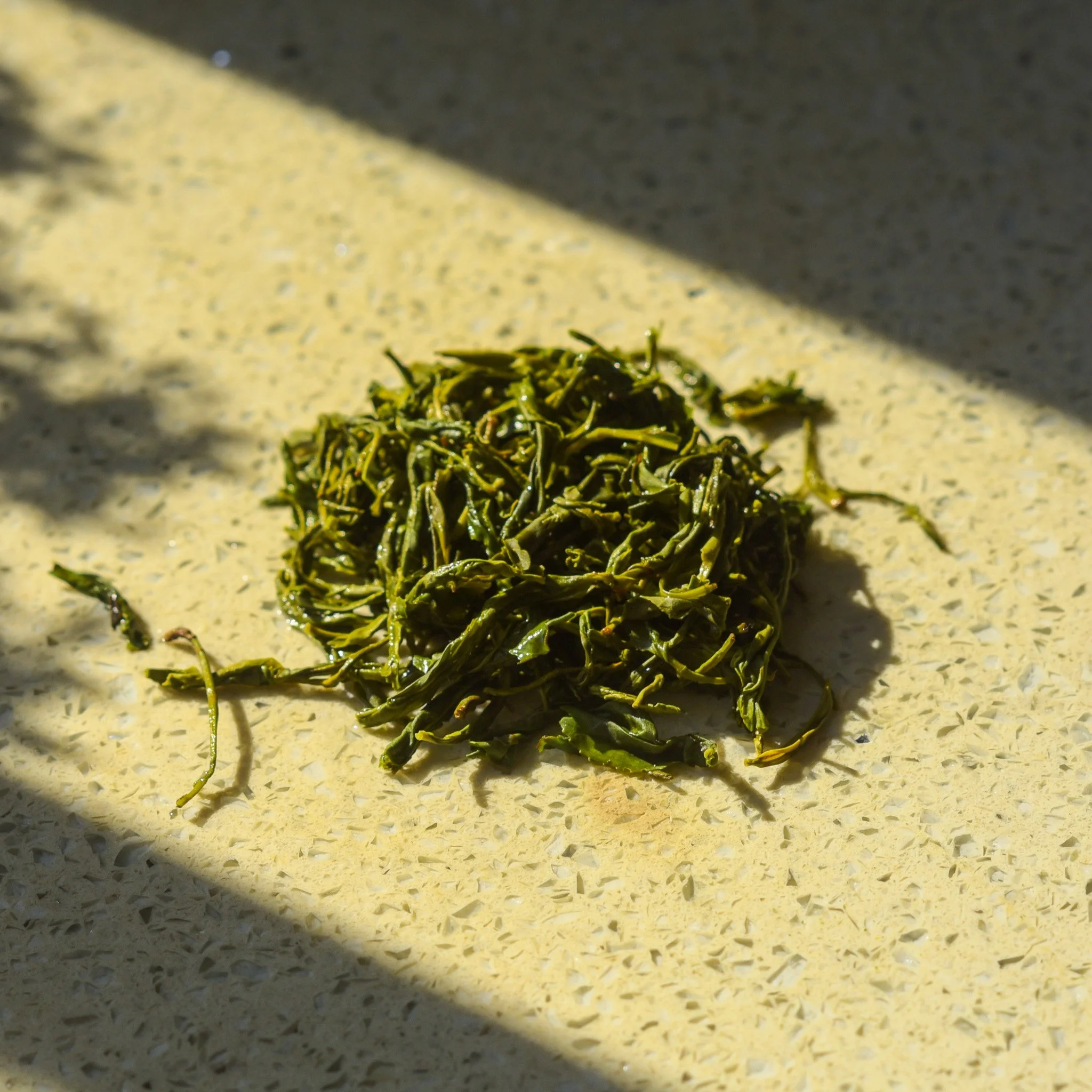 Winter Green wet leaves.jpg