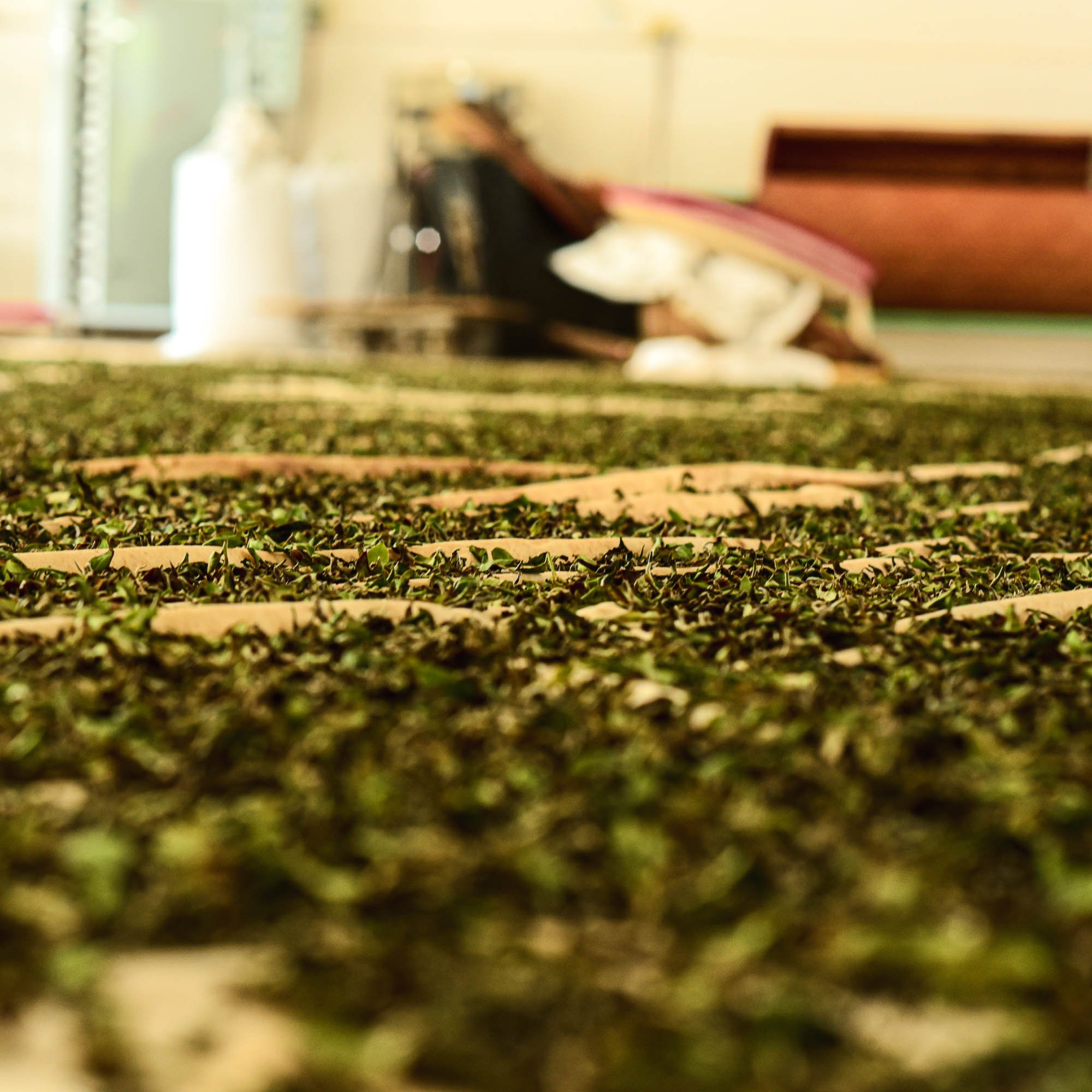 orient beauty oolong-withering2.jpg