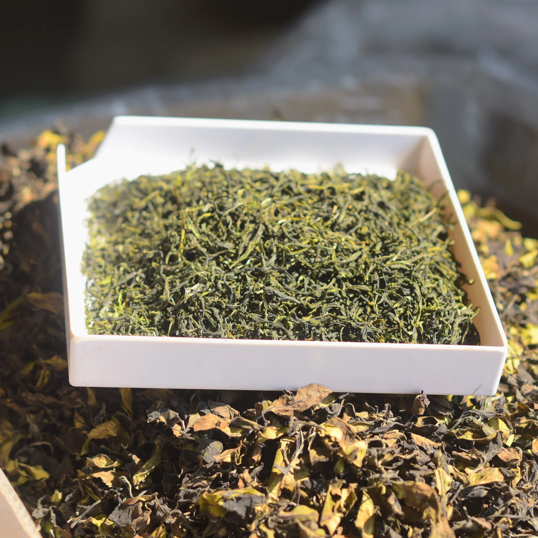 #16 1st flush Yunnan Green tea