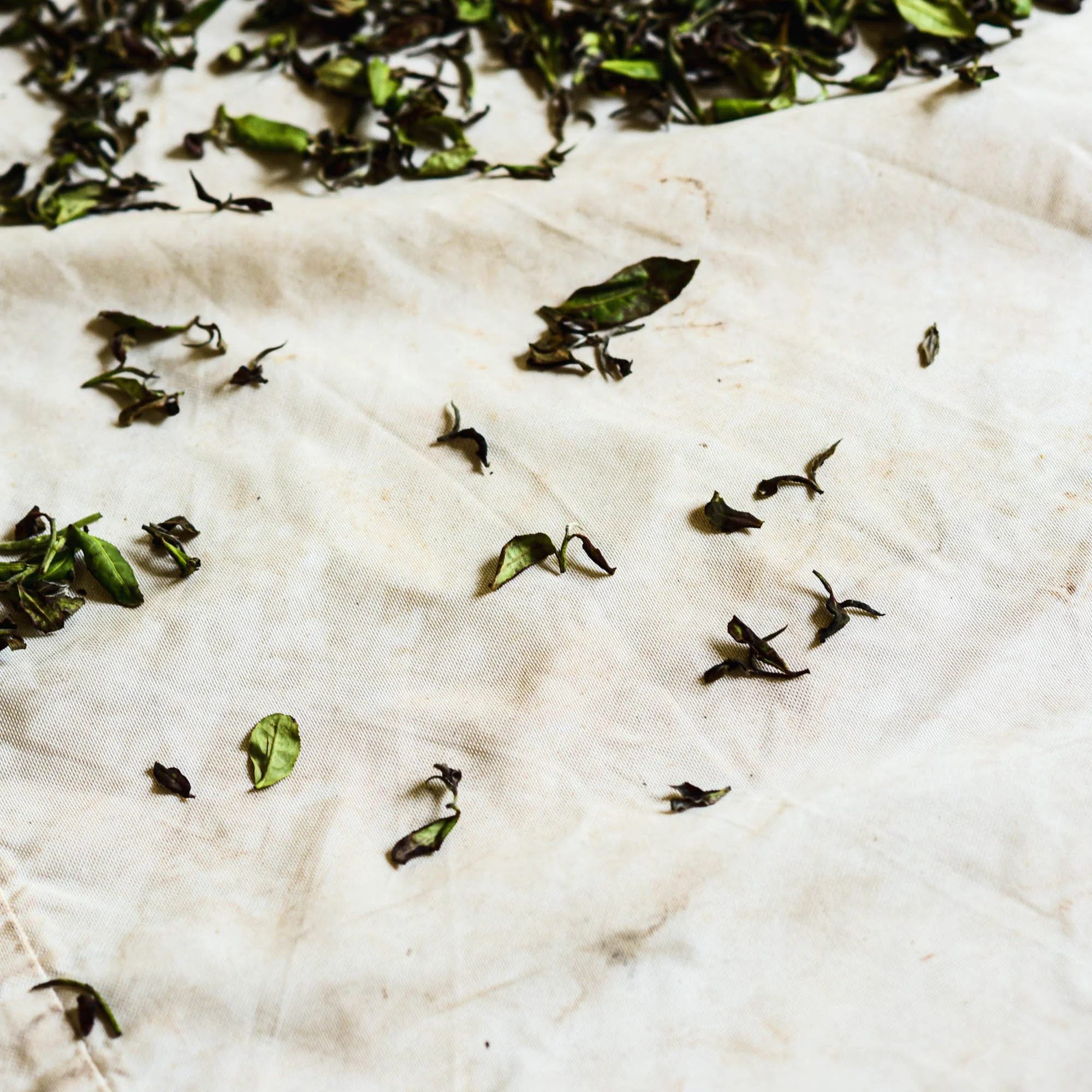 orient beauty oolong-withering.jpg