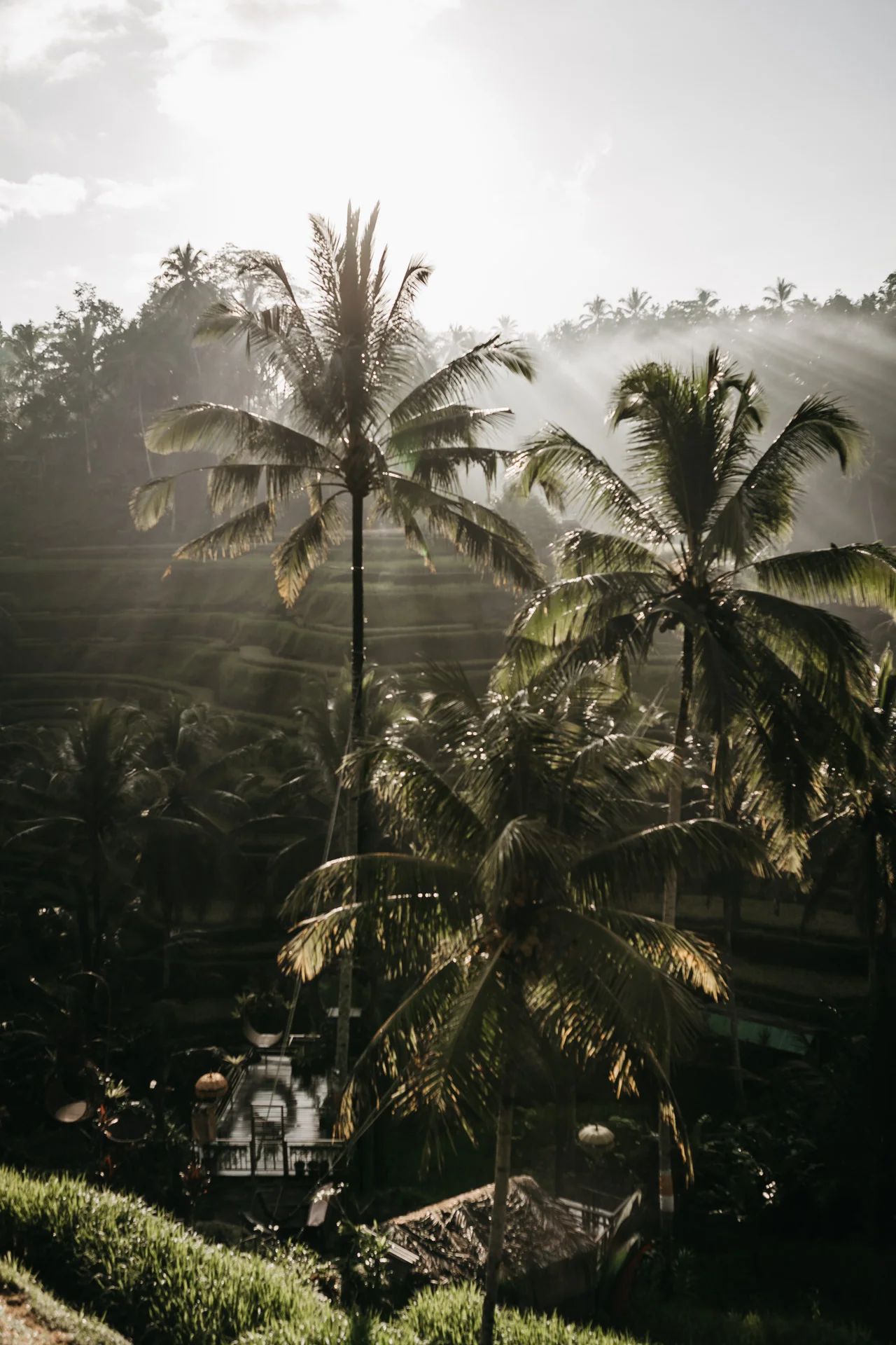 keira-mason-nordic-retreats-ubud-trees.jpg