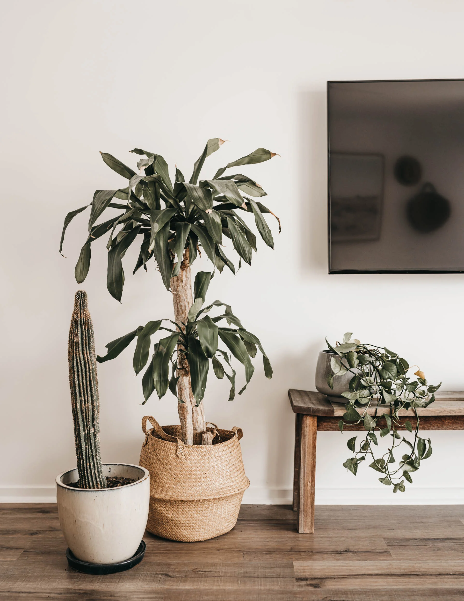 keira-mason-caba-cottage-plants-home.jpg
