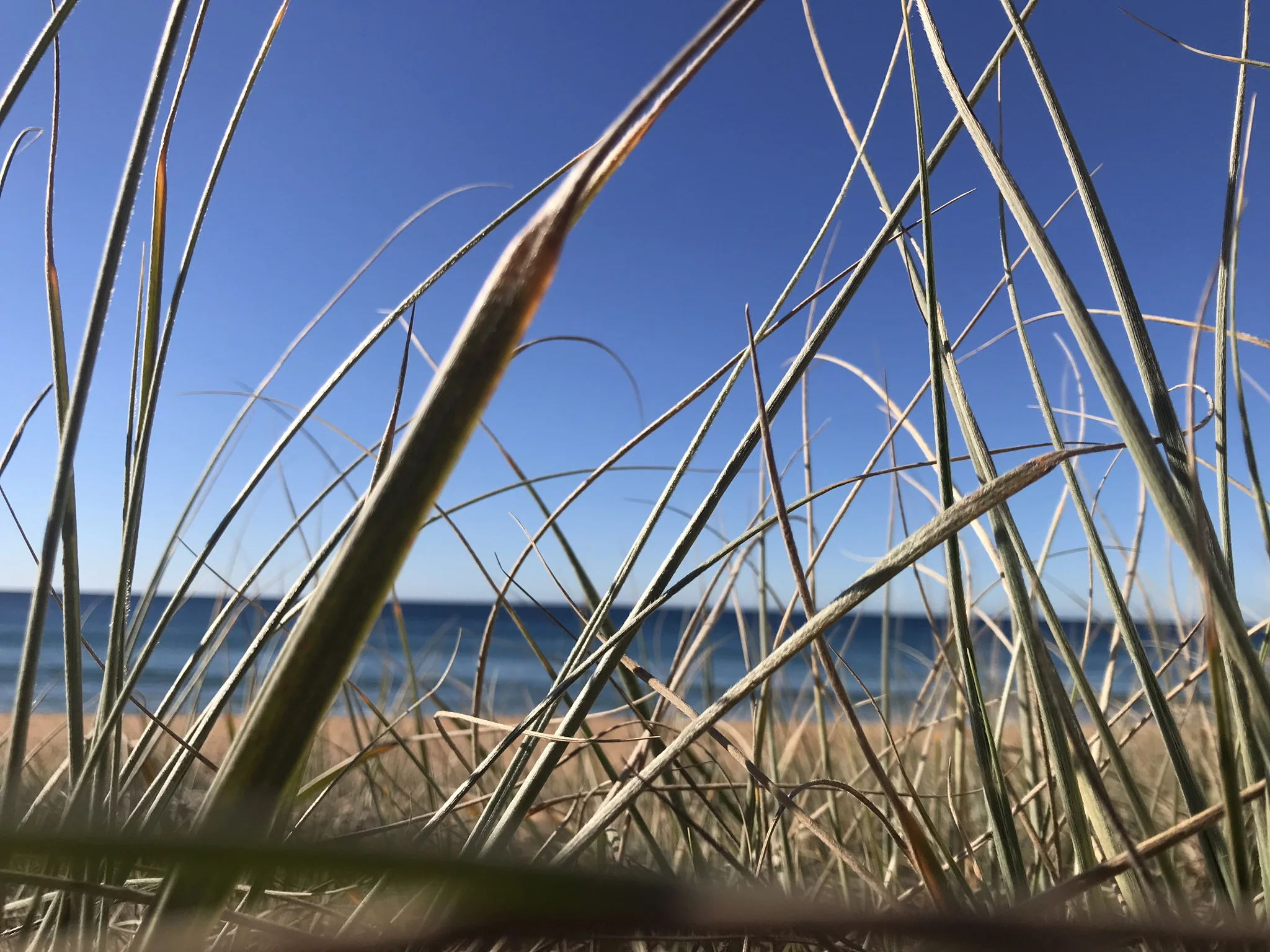 grass on beach 2.jpeg