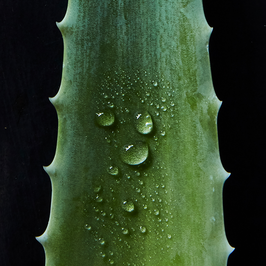 1080x1080_aloe.jpg