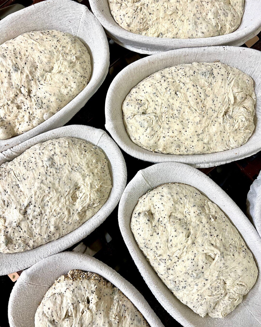 Tomorrow&rsquo;s bird seed loaf in the making! ​​​​​​​​
​​​​​​​​
​​​​​​​​
​​​​​​​​
​​​​​​​​
#betterbread #bredco #bredbread #albany #sustainable #artisanbread #lovacore #sourdough #realbread #flourwatersalt #localproduce #amazingalbany #greatsouthern