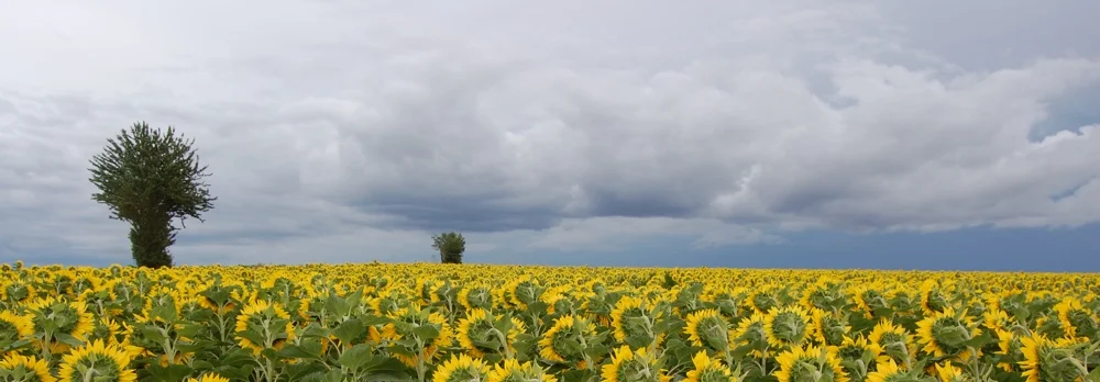 new-sunflower-banner.jpg