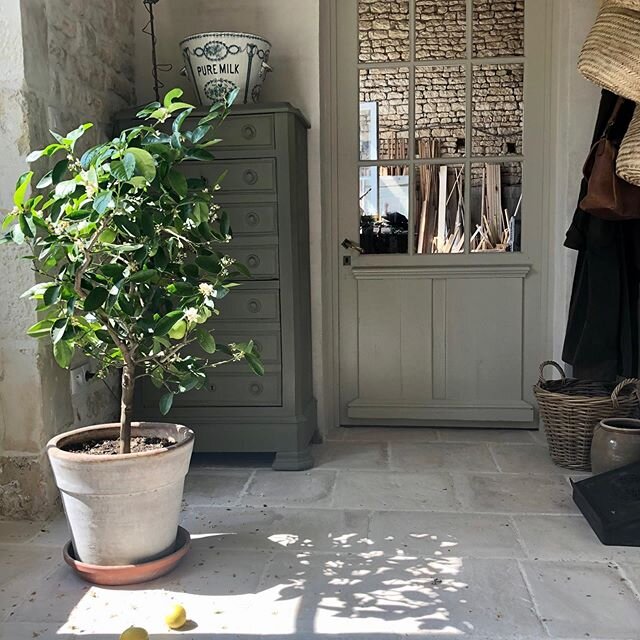 Time for the lemon tree to go outdoors in the sunshine #sunshine #loggia #sawdaysspecialplaces #citronnier