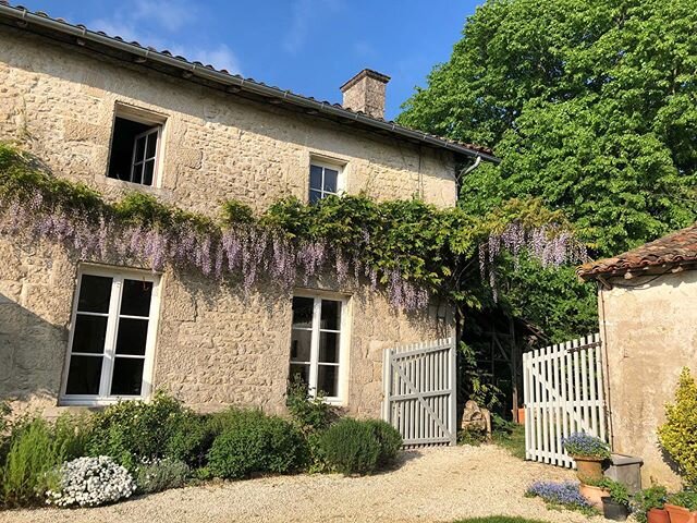 If only we could share with you the romantic fragrance of our beloved Japanese Wisteria #wisteriafloribunda #glycinedujapon #sawdaysspecialplaces  #ruralfrance #paysmellois #tranquility
