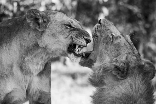 Helen.sampson.AngryLionsB&W.jpg