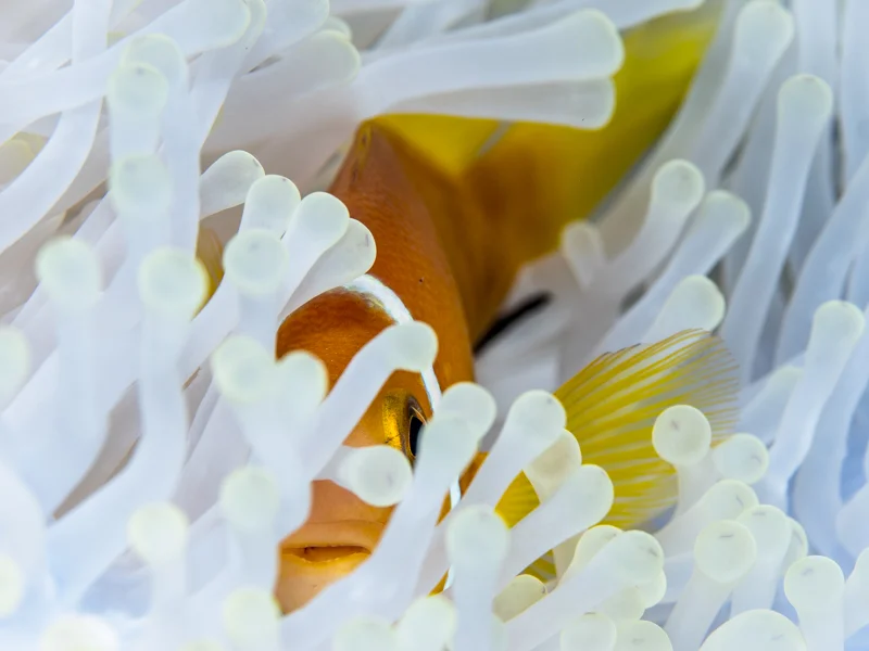 Helen.sampson.WhiteAnemone.jpg