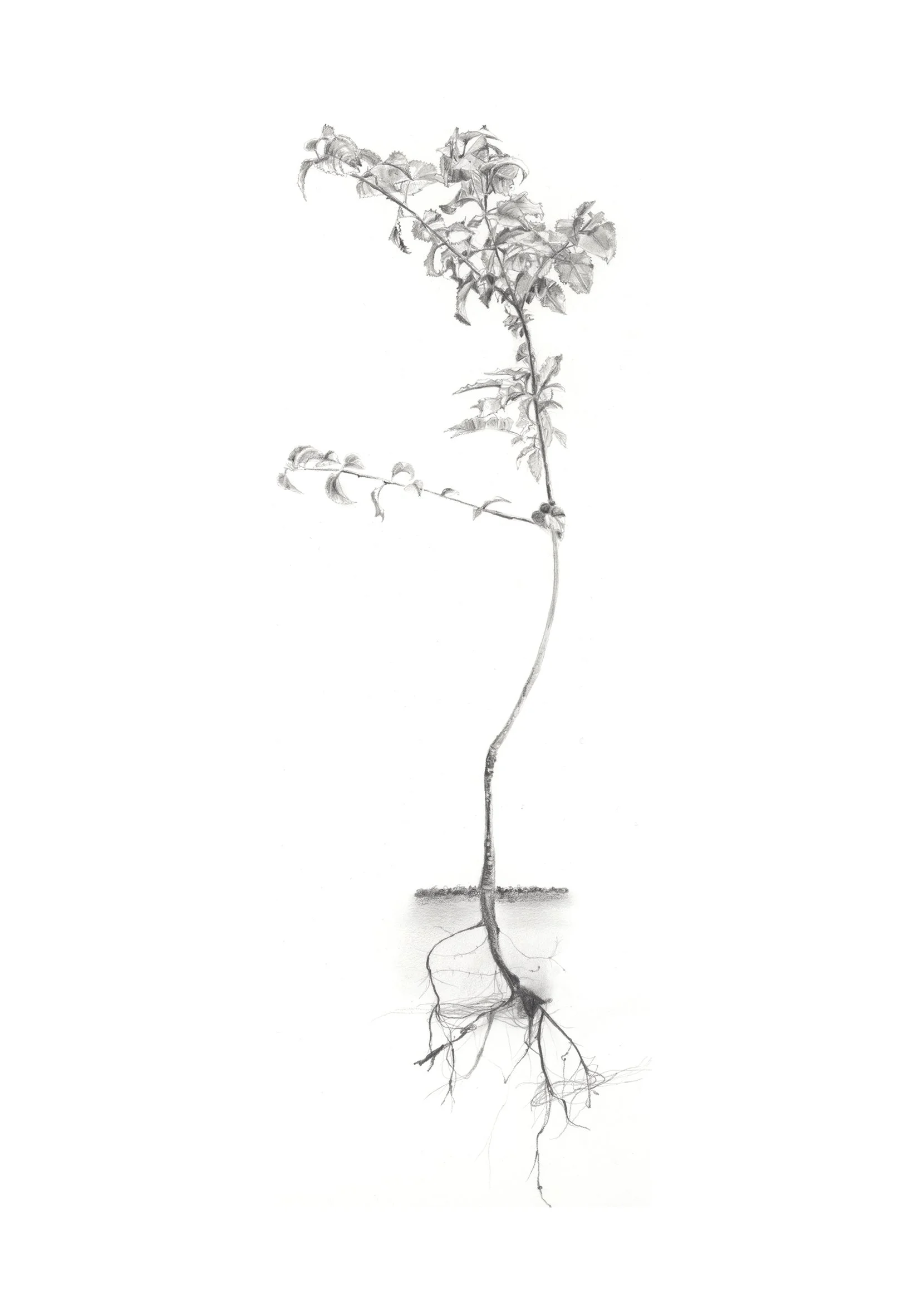 Illustration work for pocket forests enagh farrell