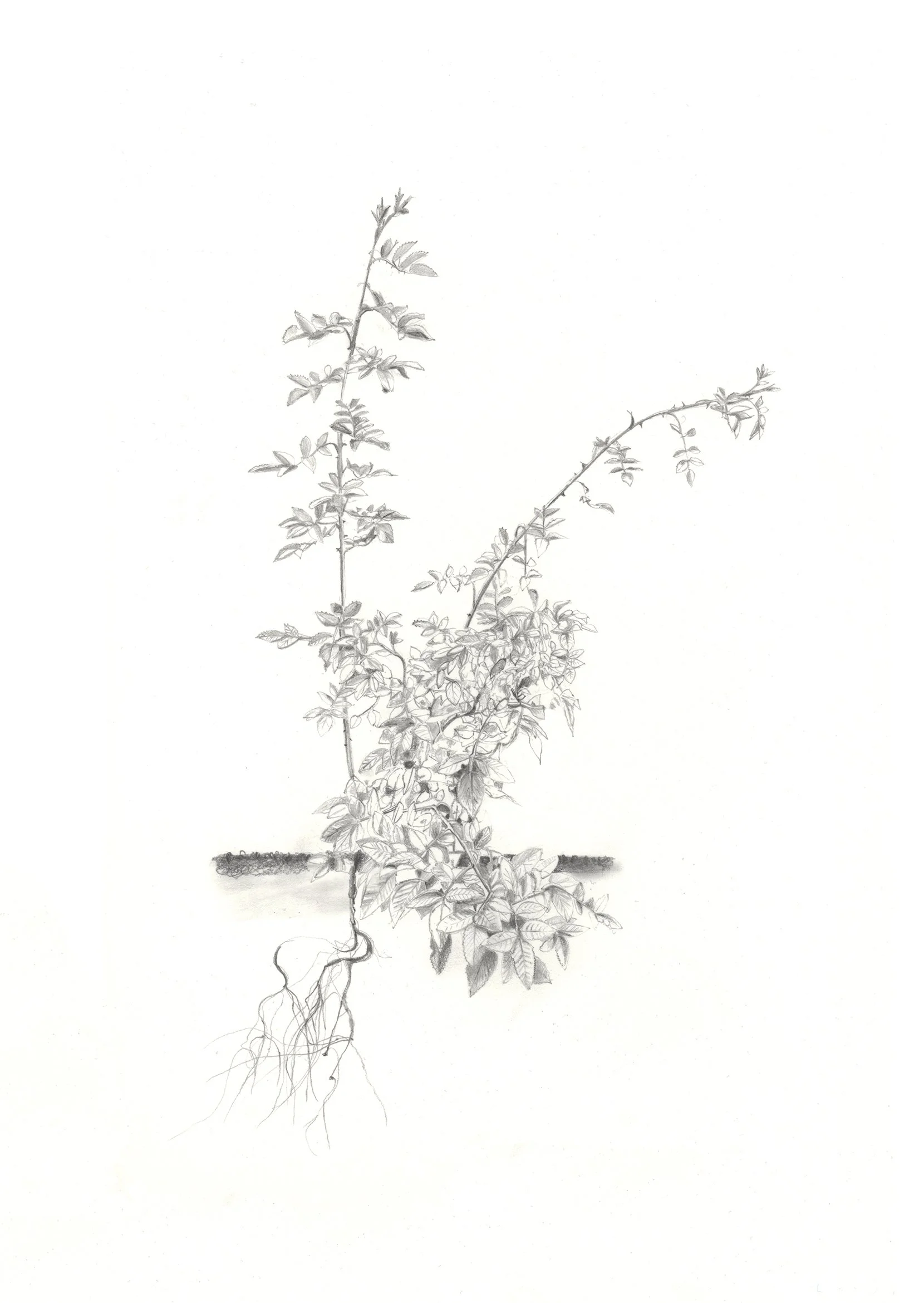 Illustration work for pocket forests enagh farrell