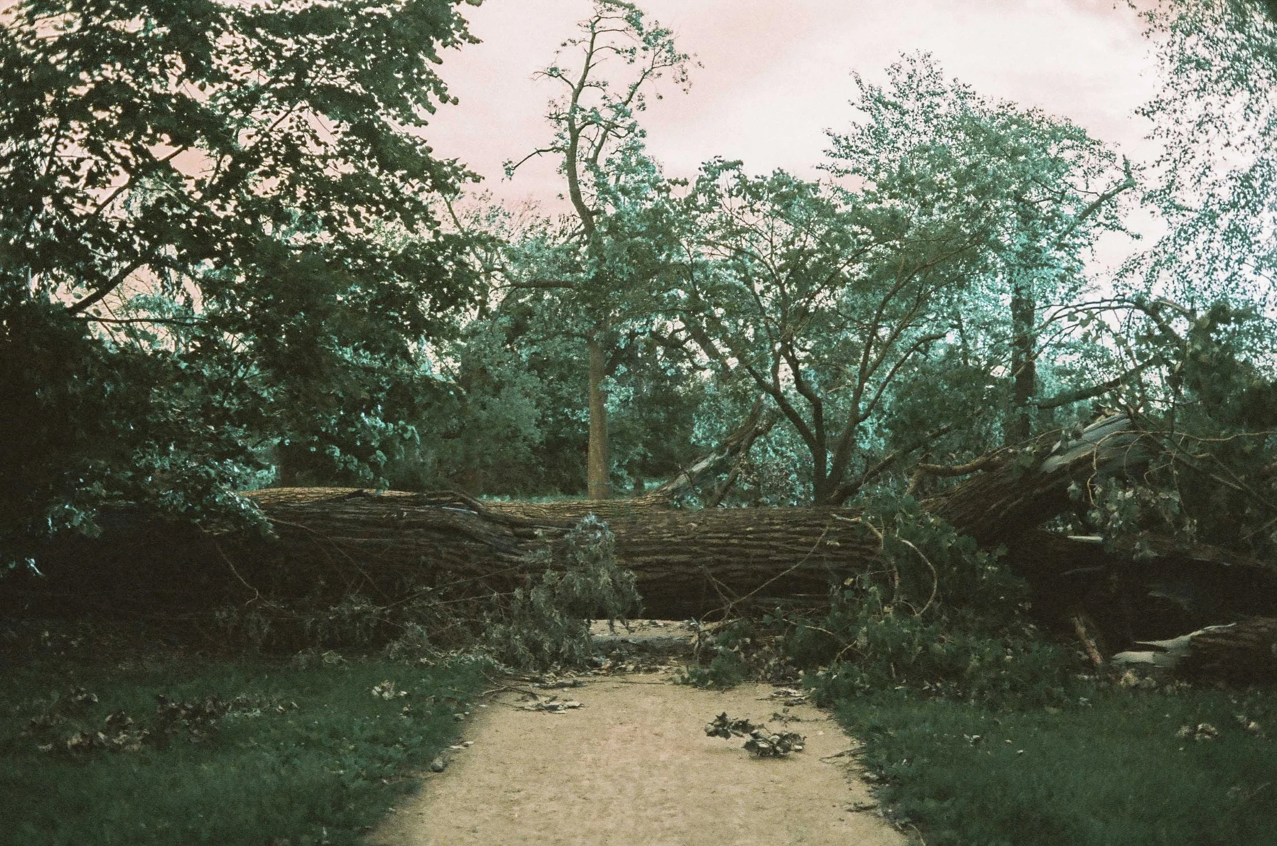 RachelHelden_ForestParkTornado_Thumbnails04.jpg