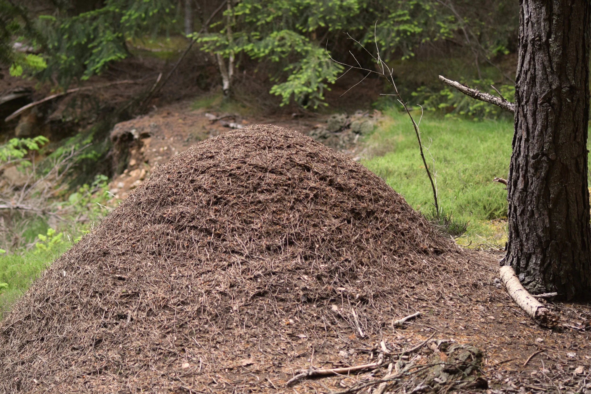 glen tanar-16.jpg
