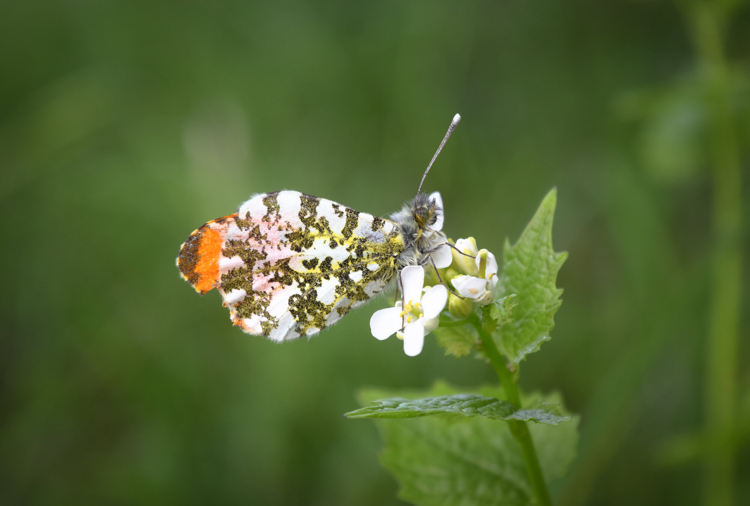 orange tip roosting.jpg