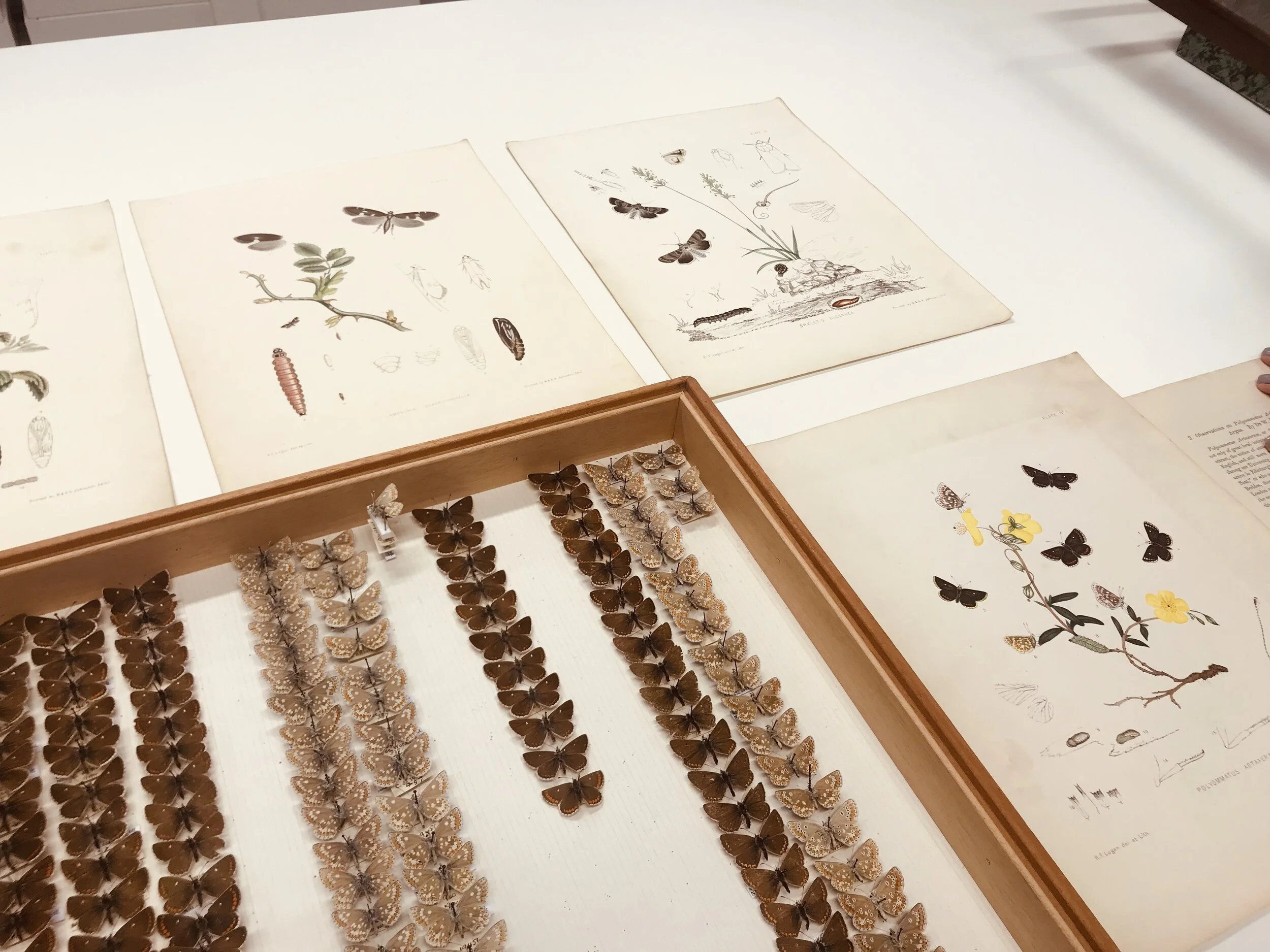 Some of Logan’s pinned specimens and colour plates