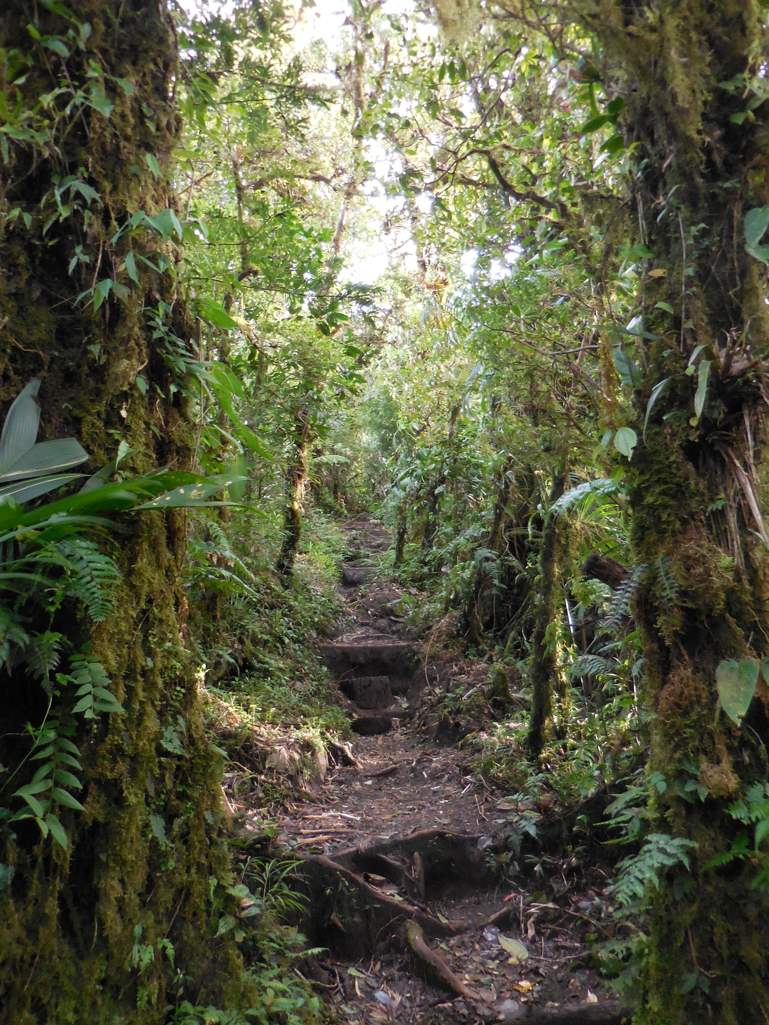 Jungle Path