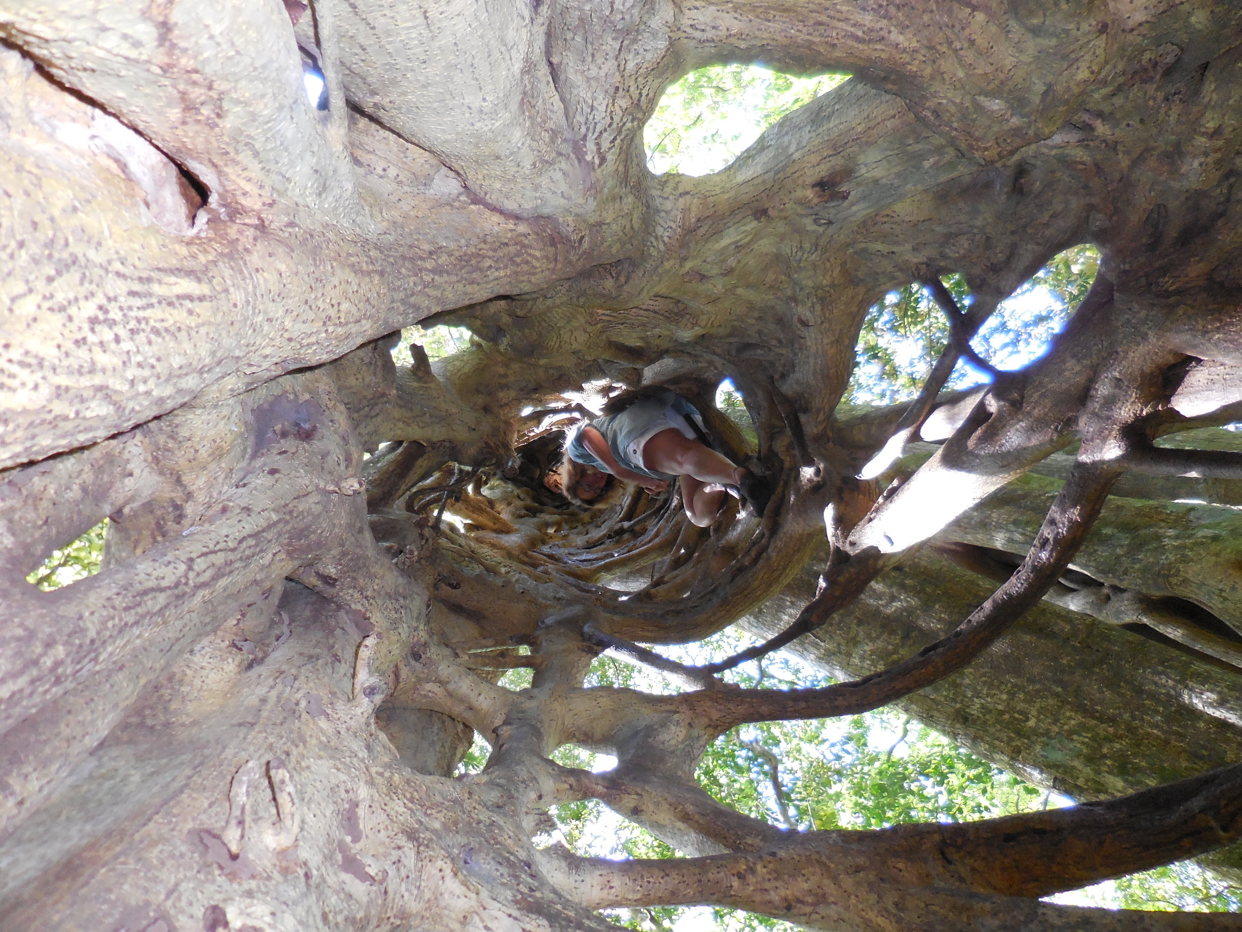 Inside hollow tree