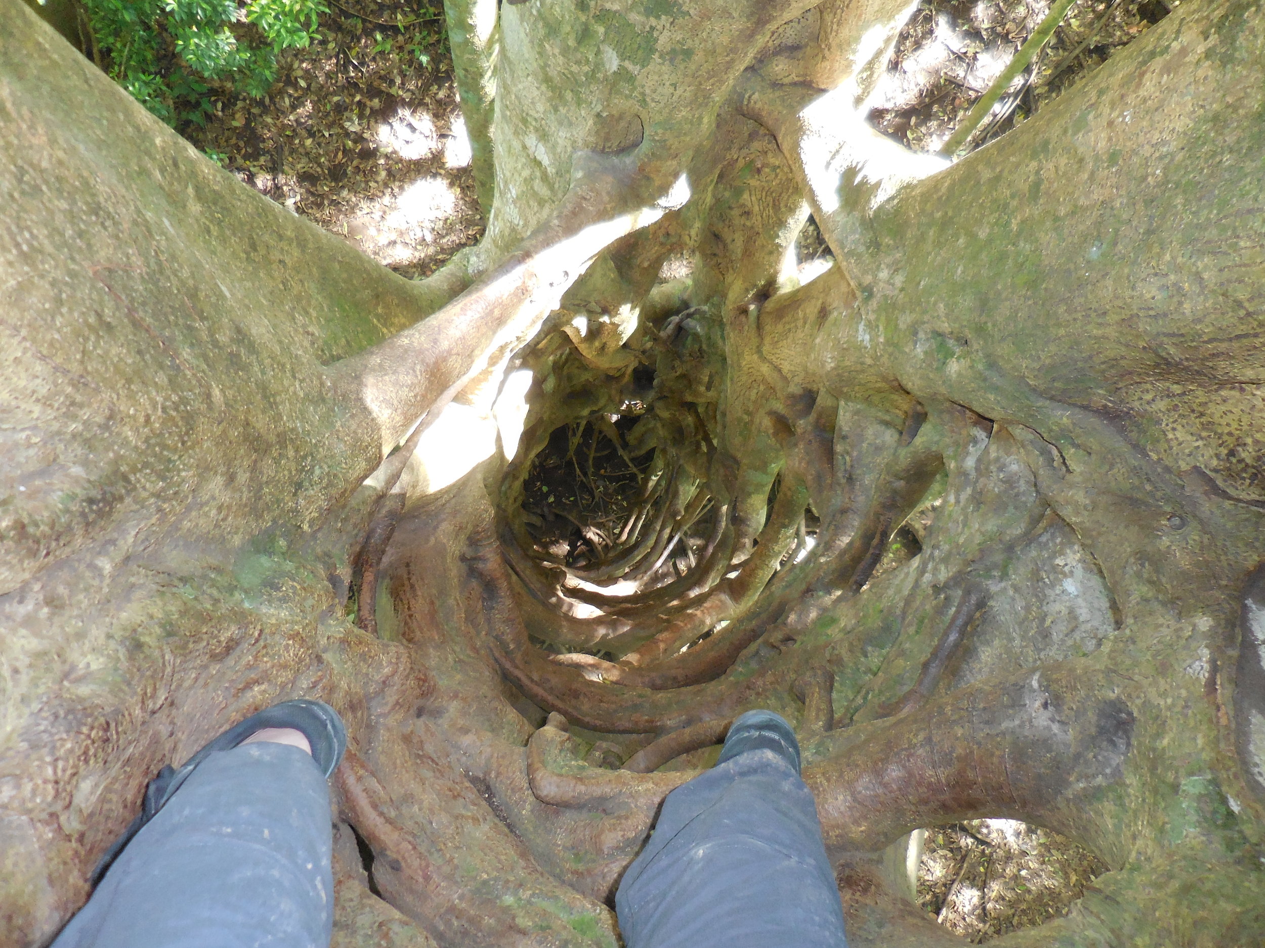 inside the hollow tree