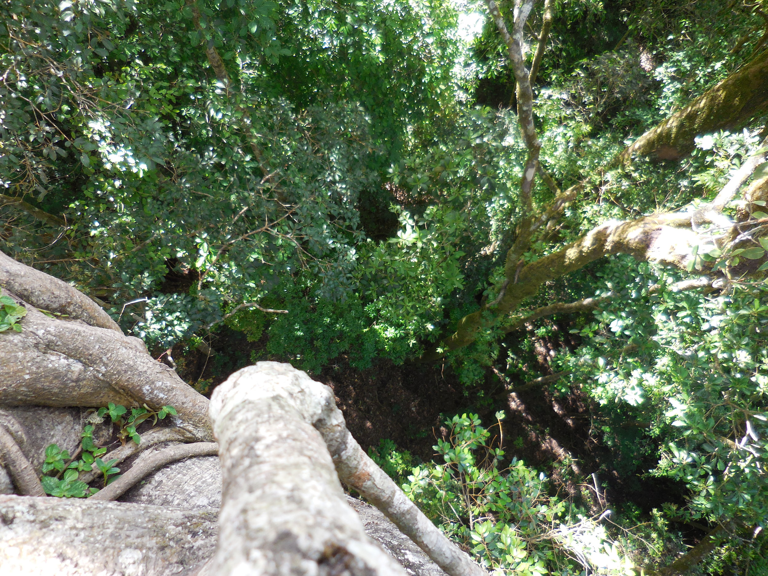 looking down the hollow tree