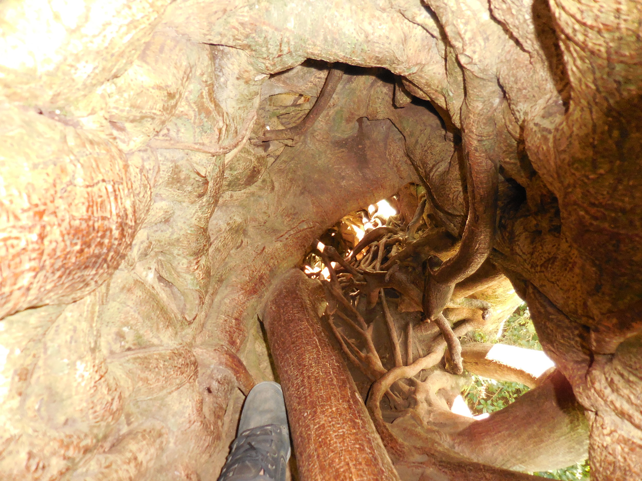 inside hollow tree