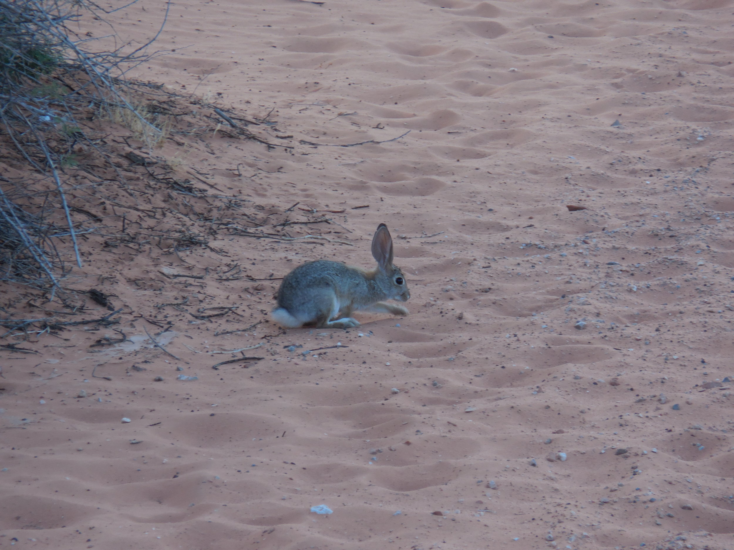 Desert bunny