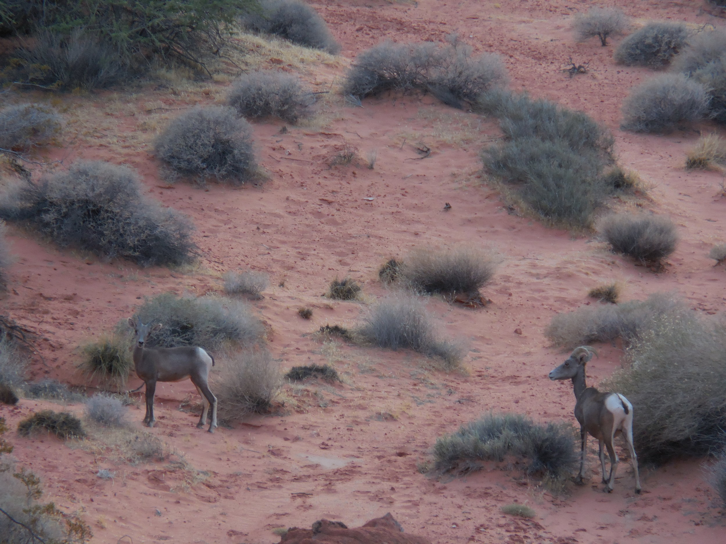 Desert Goats