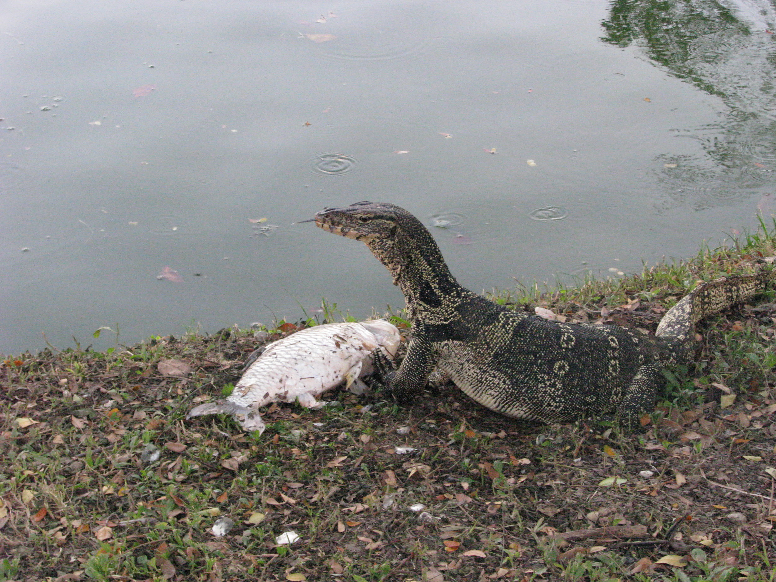 Bangkok - Lizard