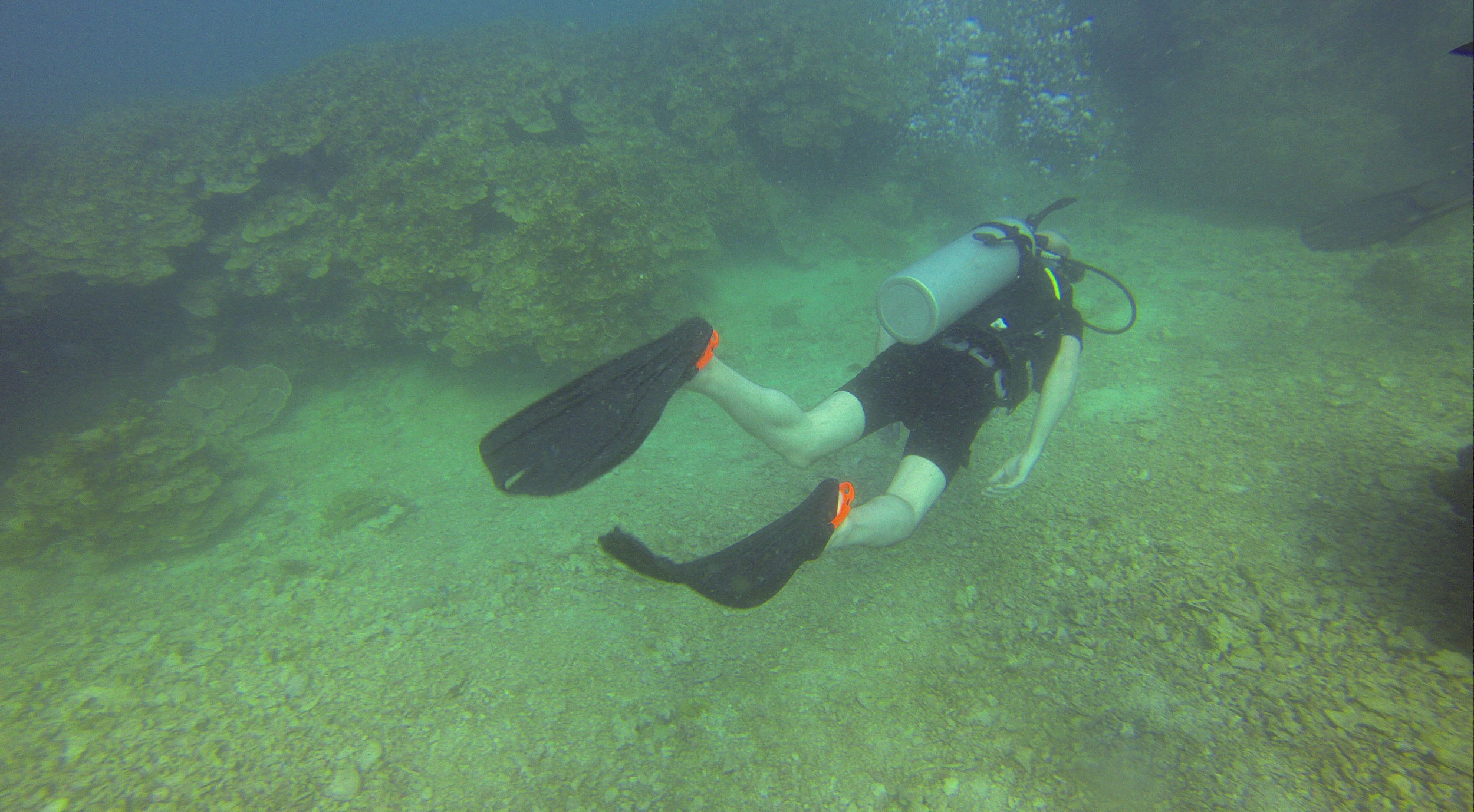 Ko Tao Diving