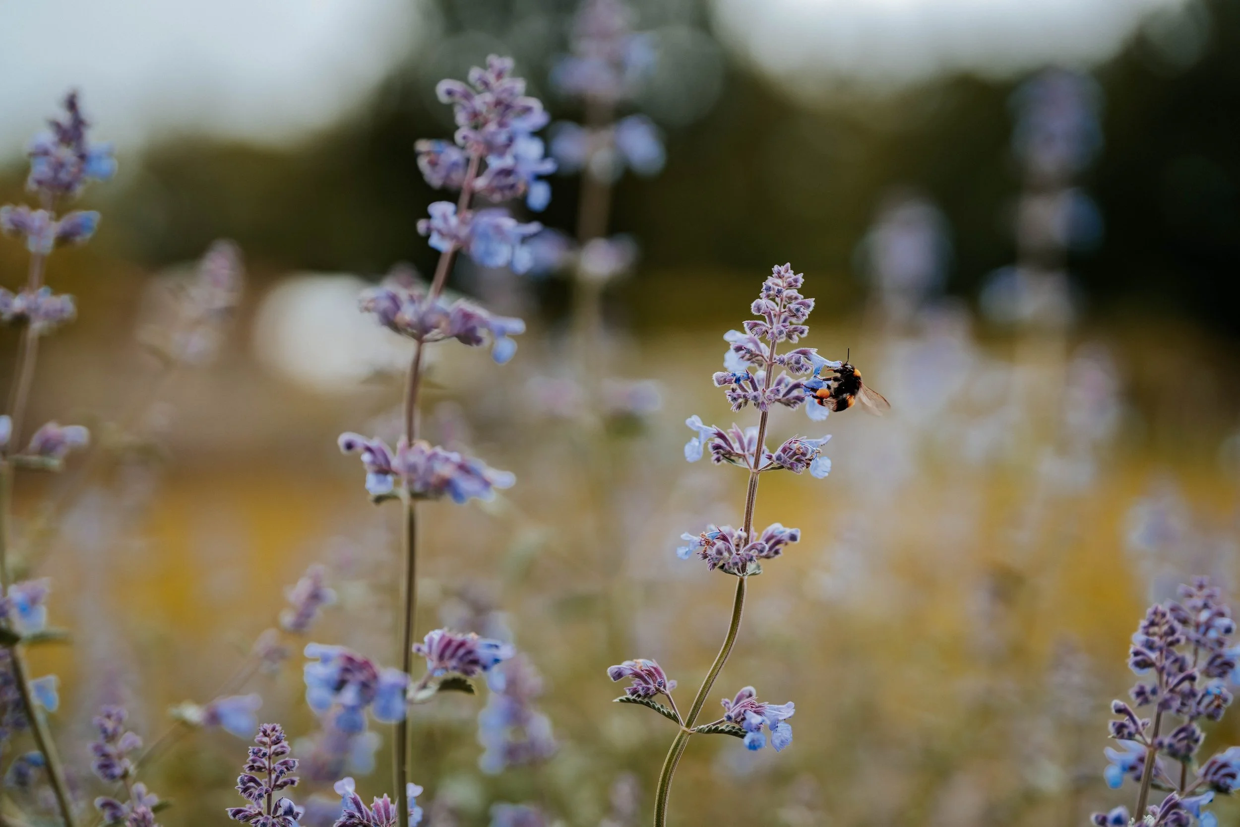Rory & Gemma -- Kirklinton Hall & Gardens-14.jpg