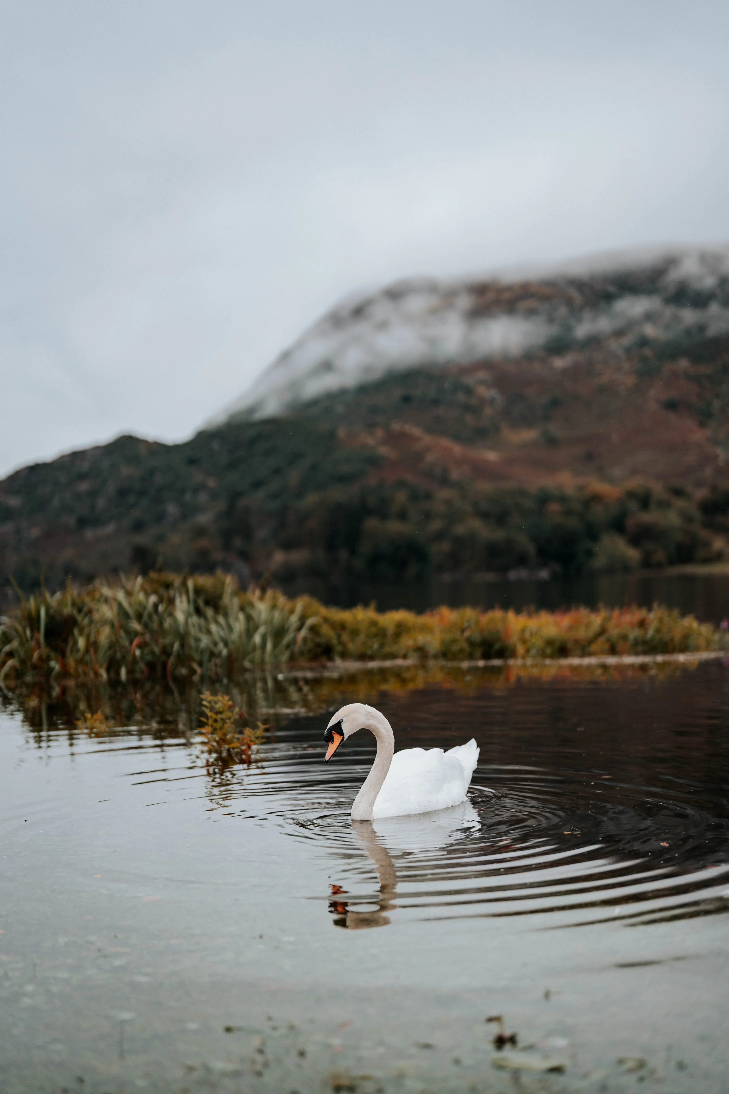 Declan & Nicole -- Inn On The Lake-11.jpg