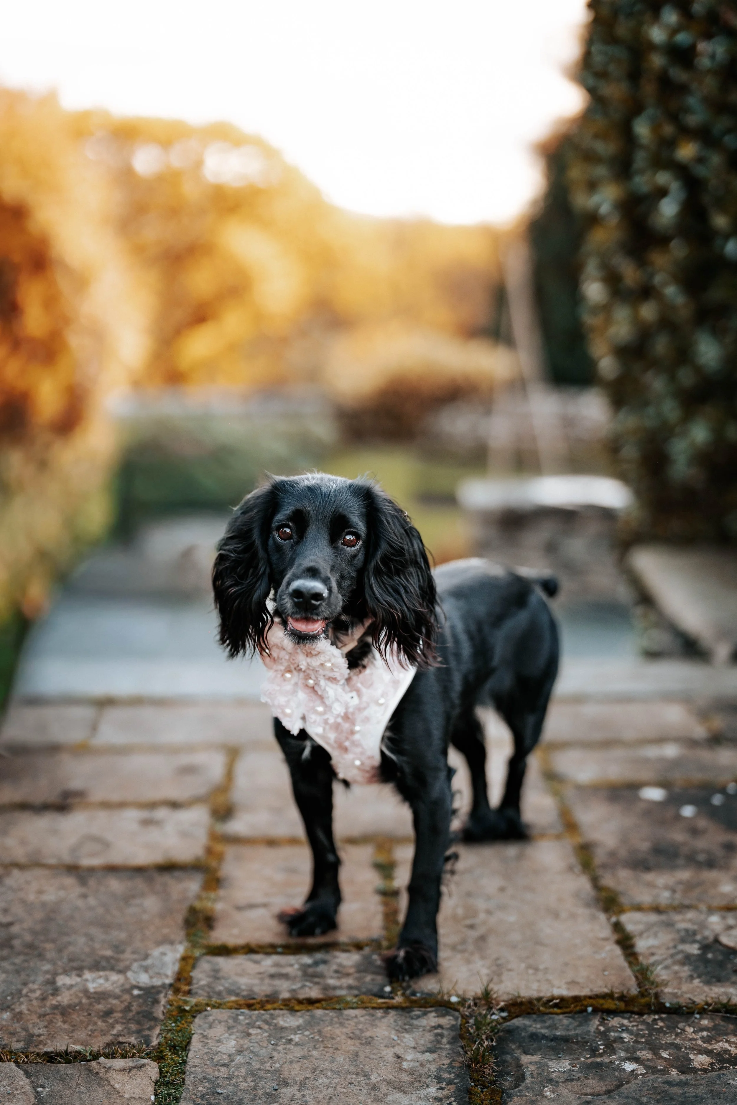 Jack & Willow -- Cragwood Country House Hotel-9.jpg