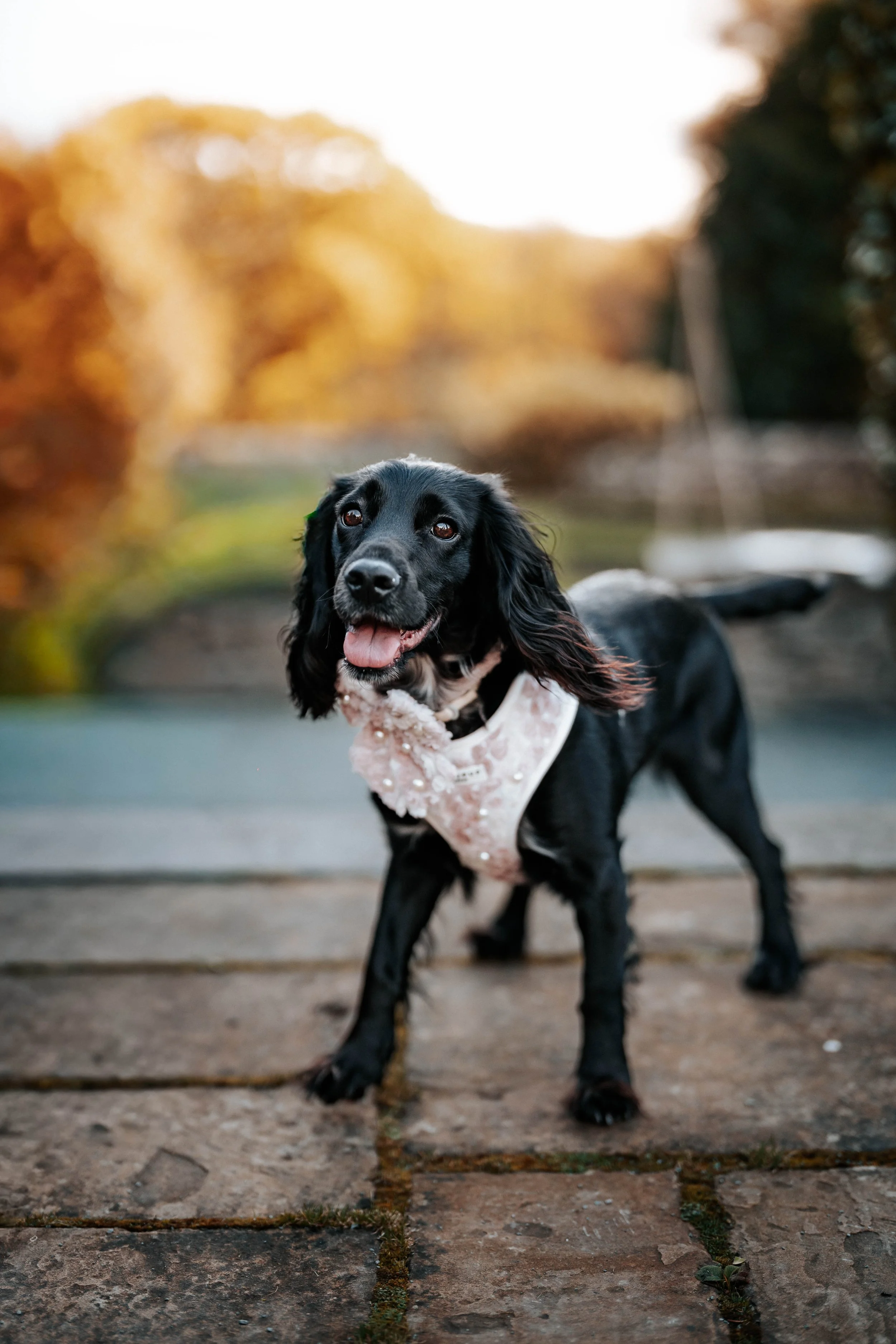 Jack & Willow -- Cragwood Country House Hotel-10.jpg